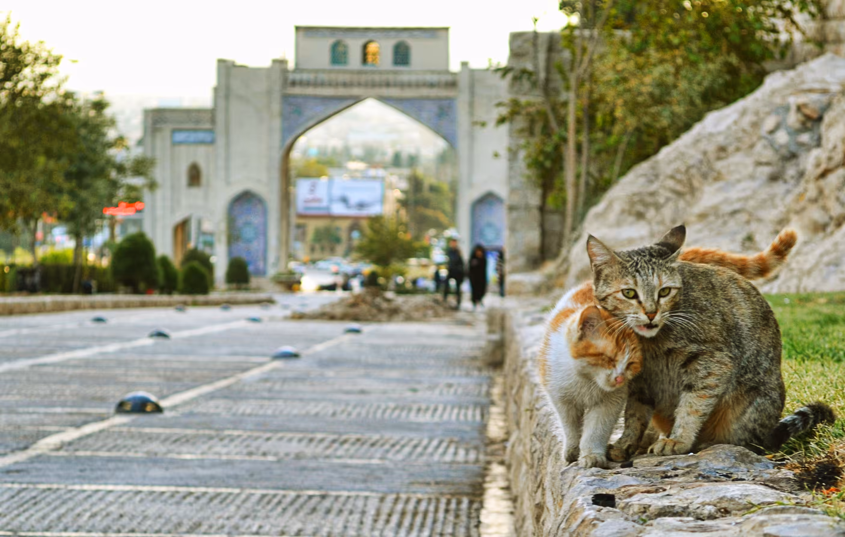 my photography: two cat in love