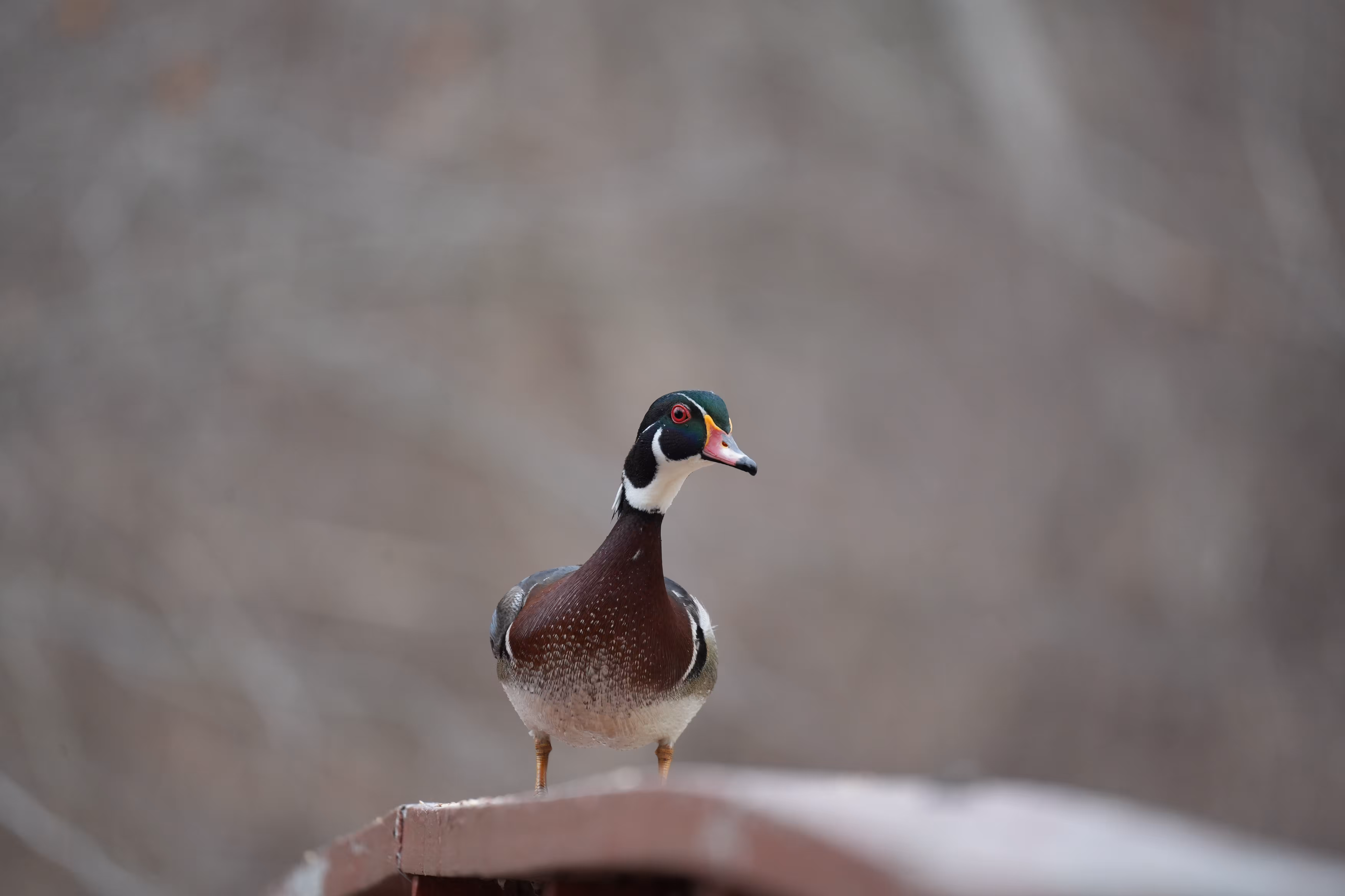 Wood Duck for Scratch Crew #W
