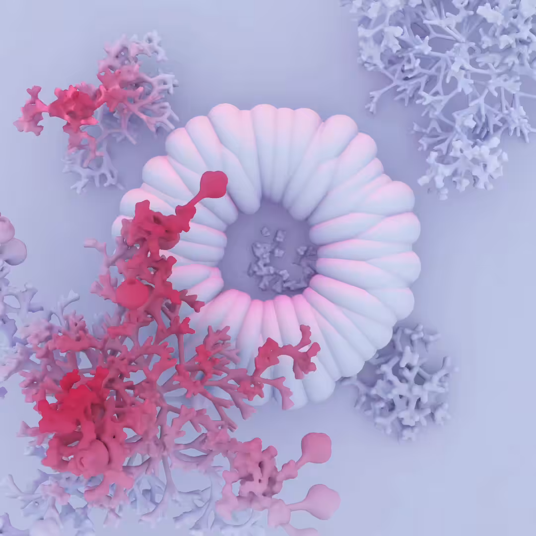 ANEMONE DRUM