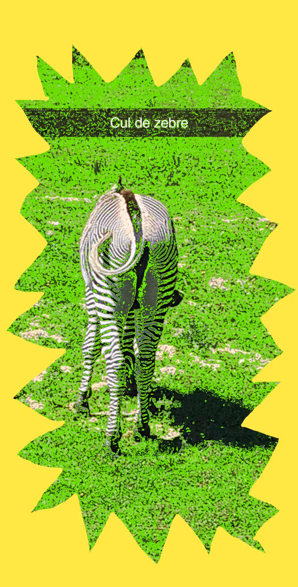 Cul de zebre