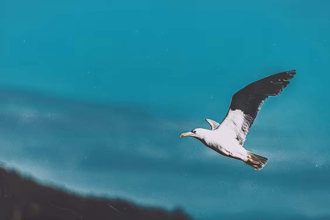 Seagull in Cyan