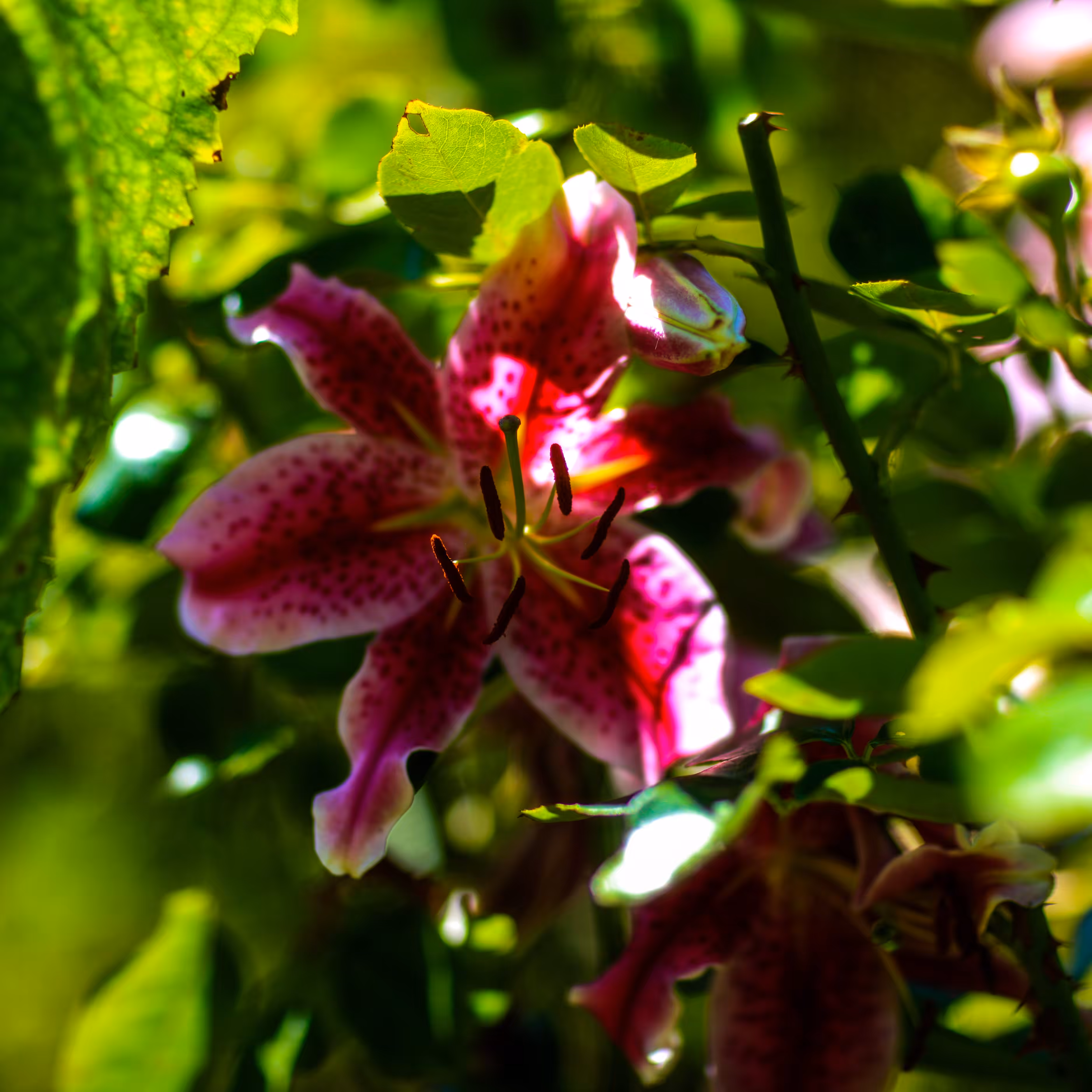Tiger Lily