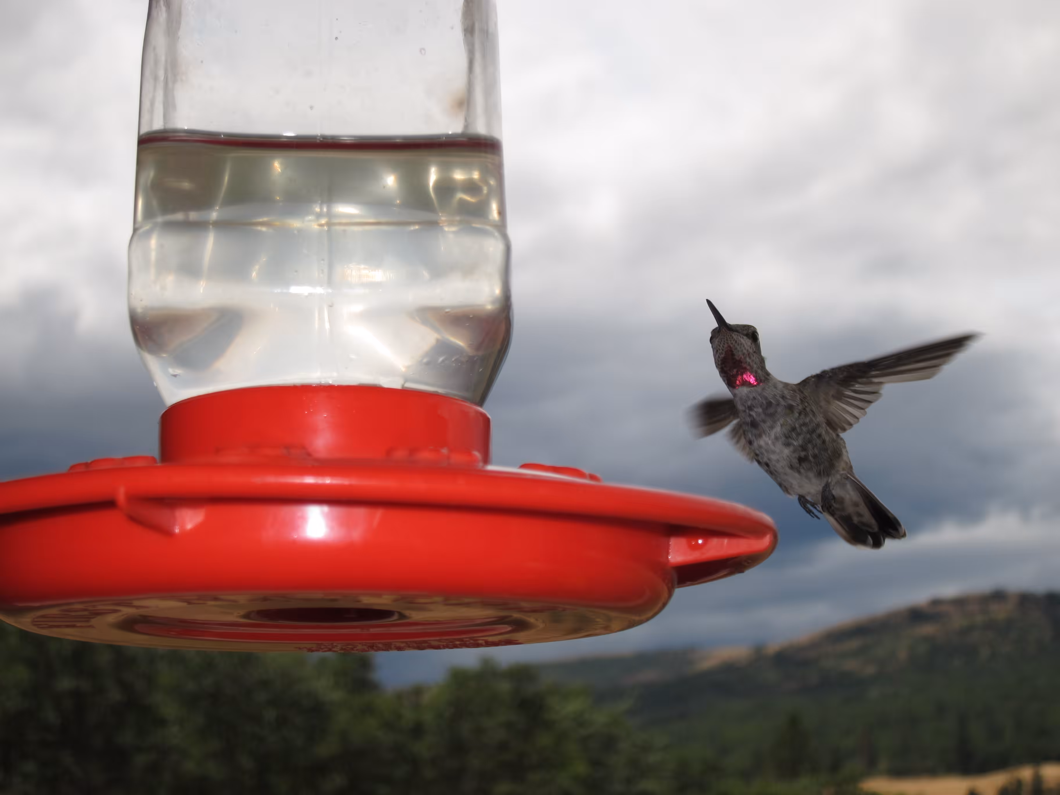Ruby Throated
