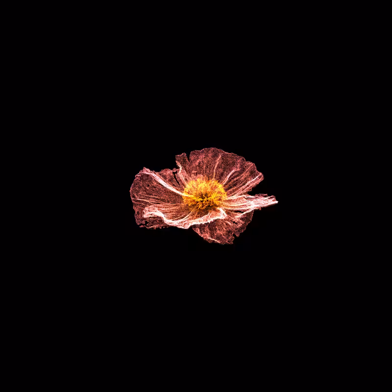 White Poppy 30 #224