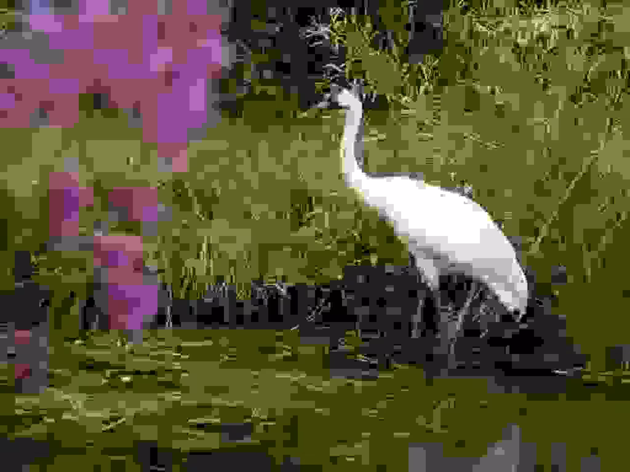 Losses.03. Whooping Crane