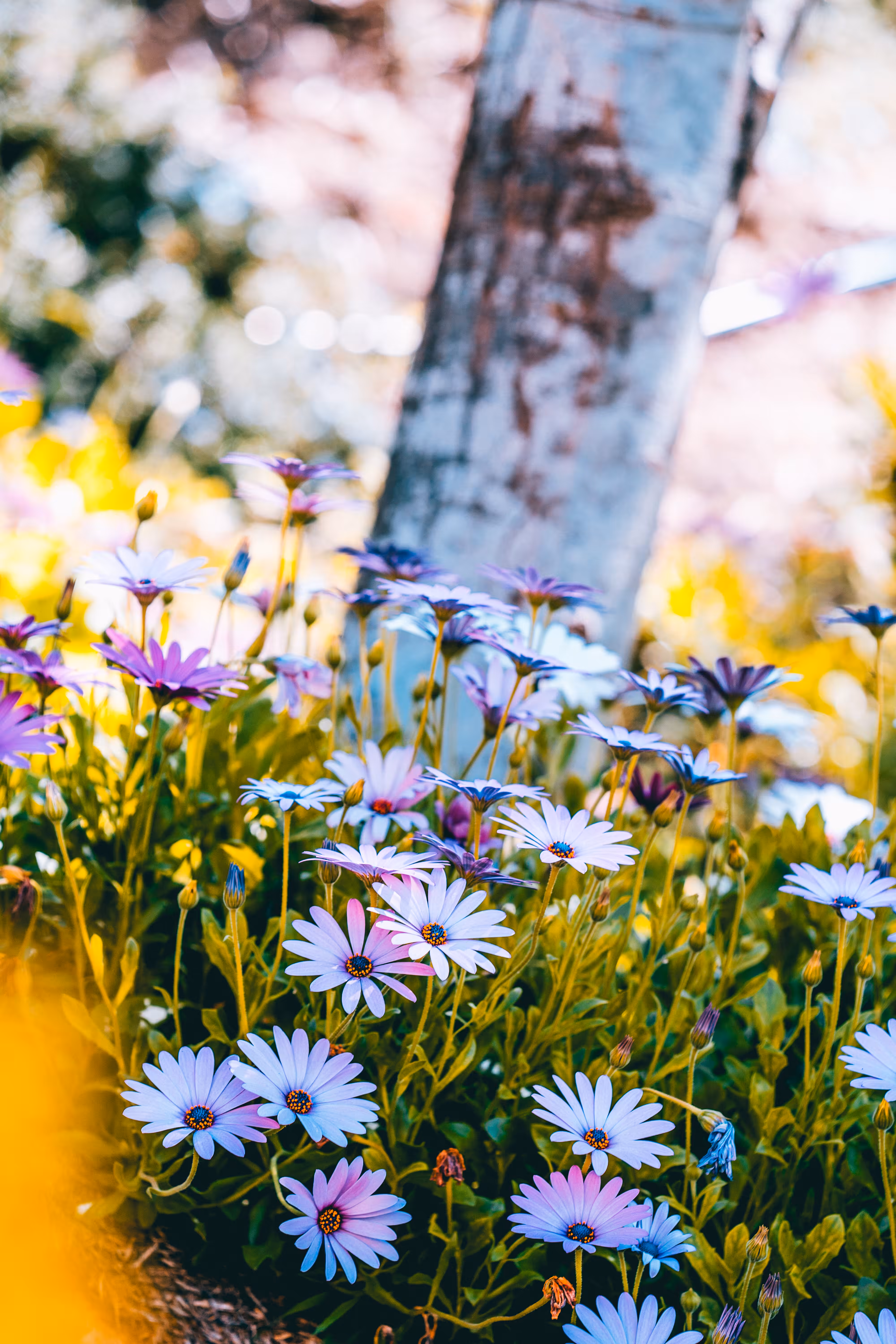 Flowers for Friends