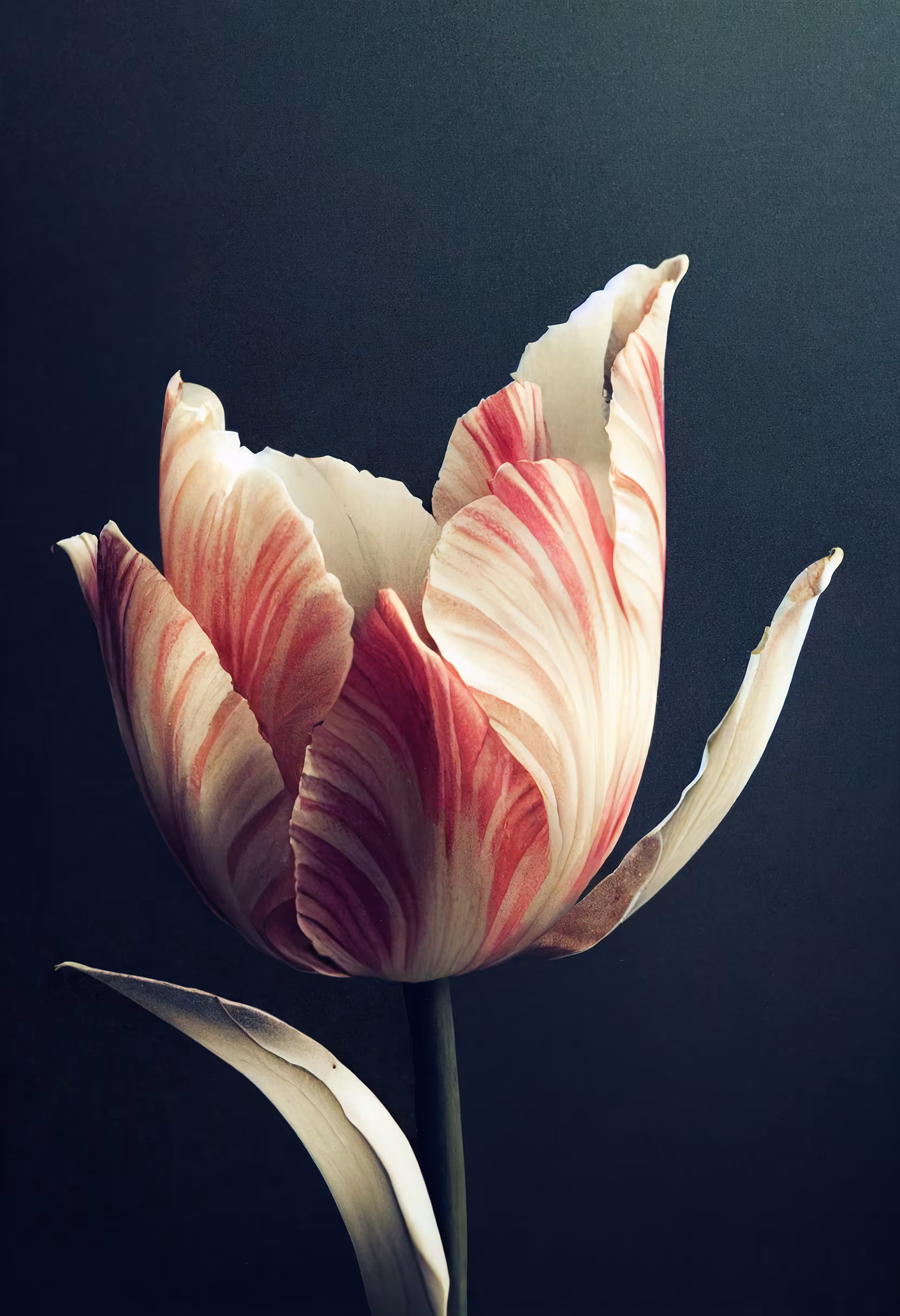A Flower, Just For You. #218