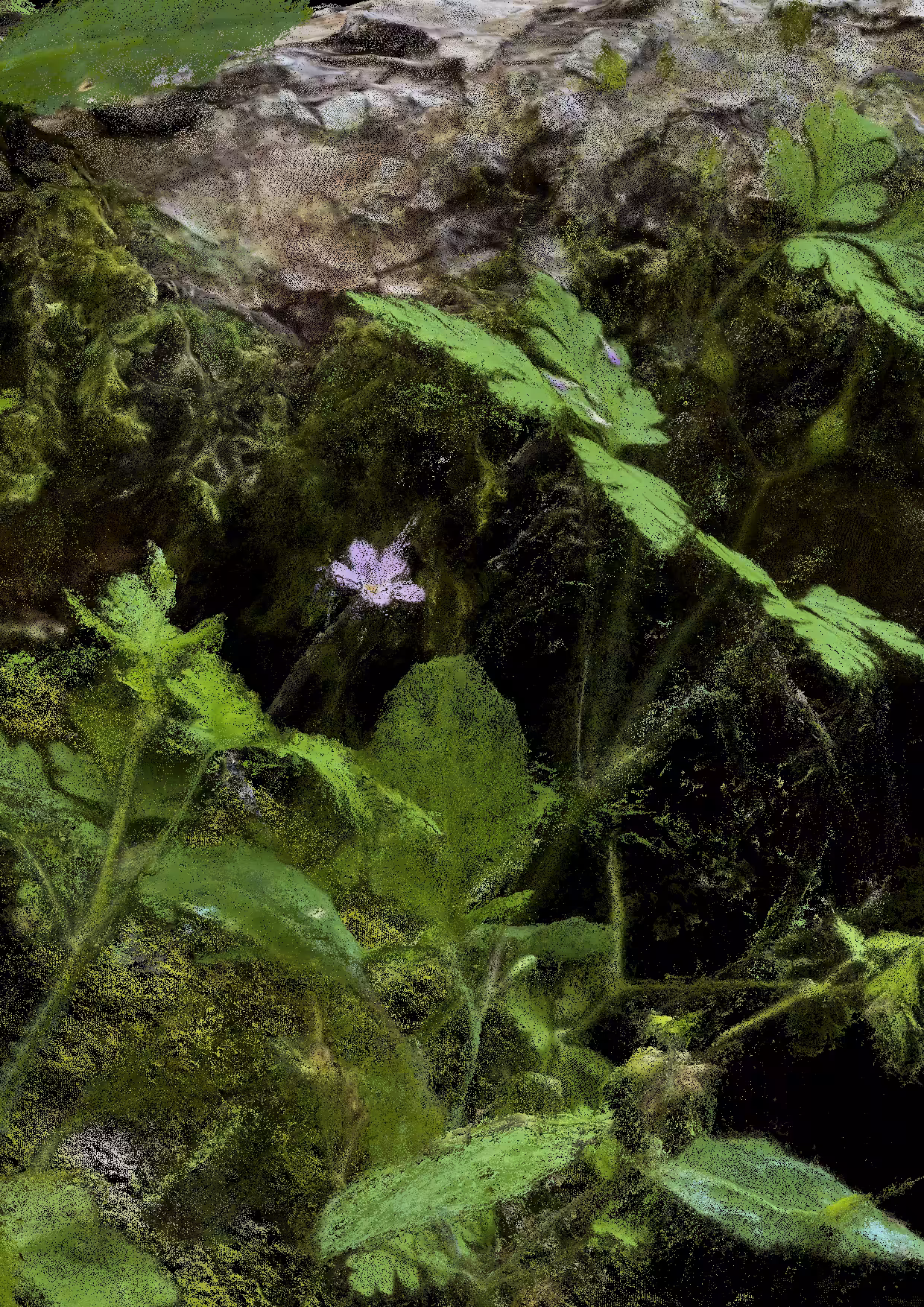 Overgrowth 0291