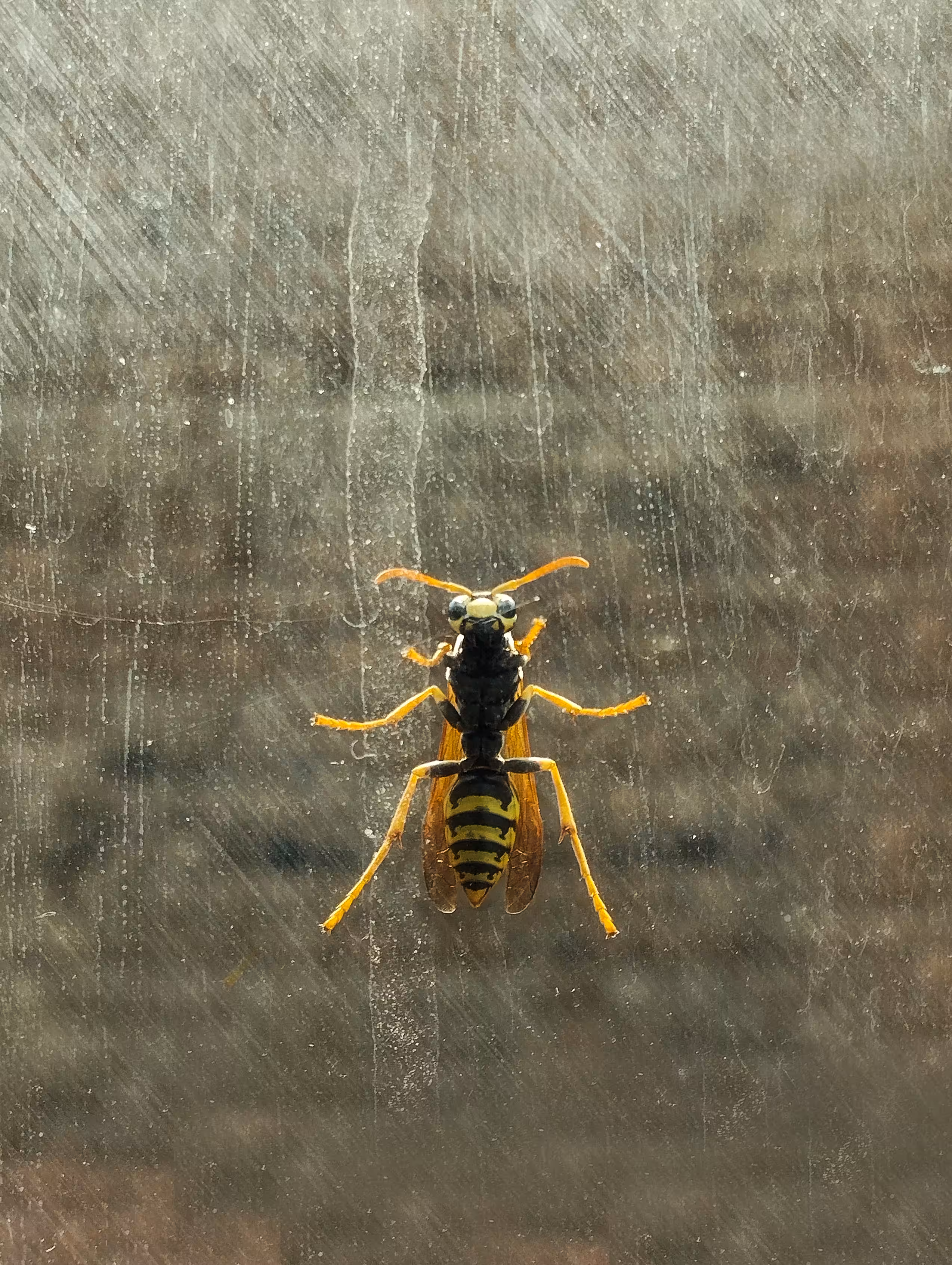 amazing bee 