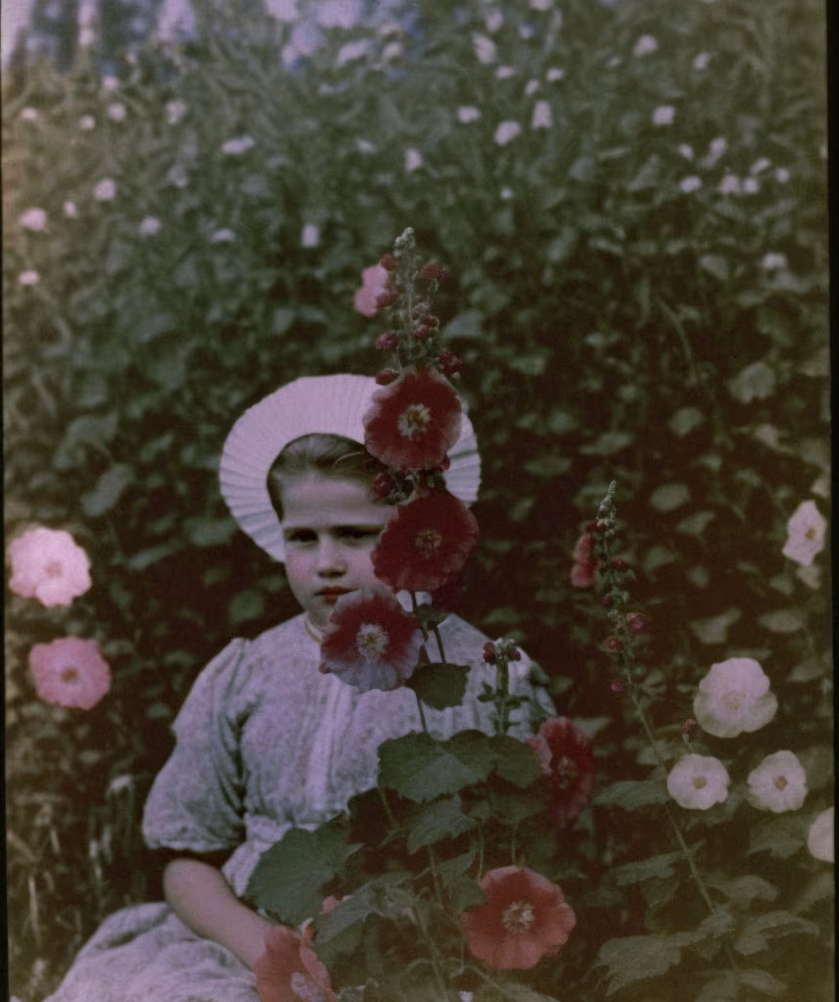 Hollyhock, Autochrome, 1931