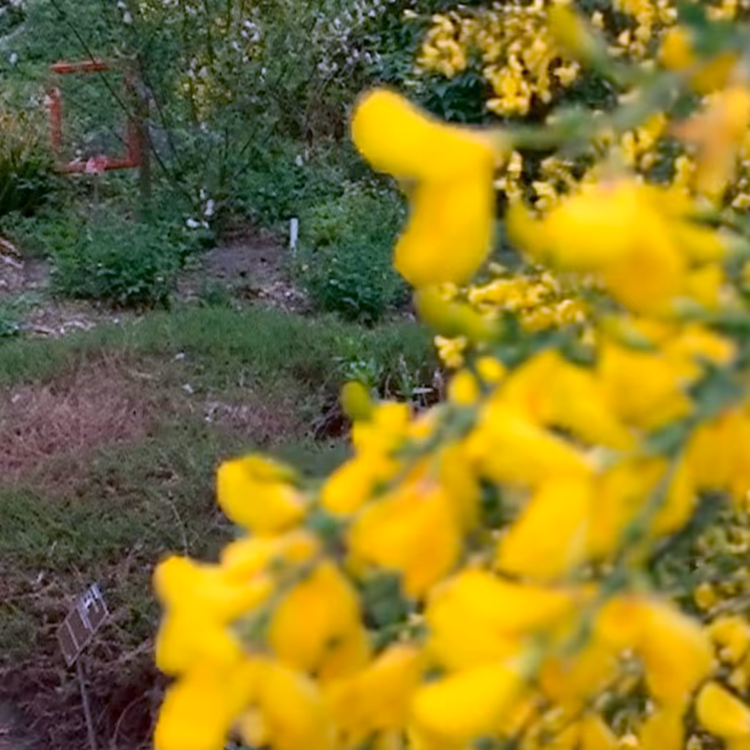 Blossoms in Motion: NFT_03