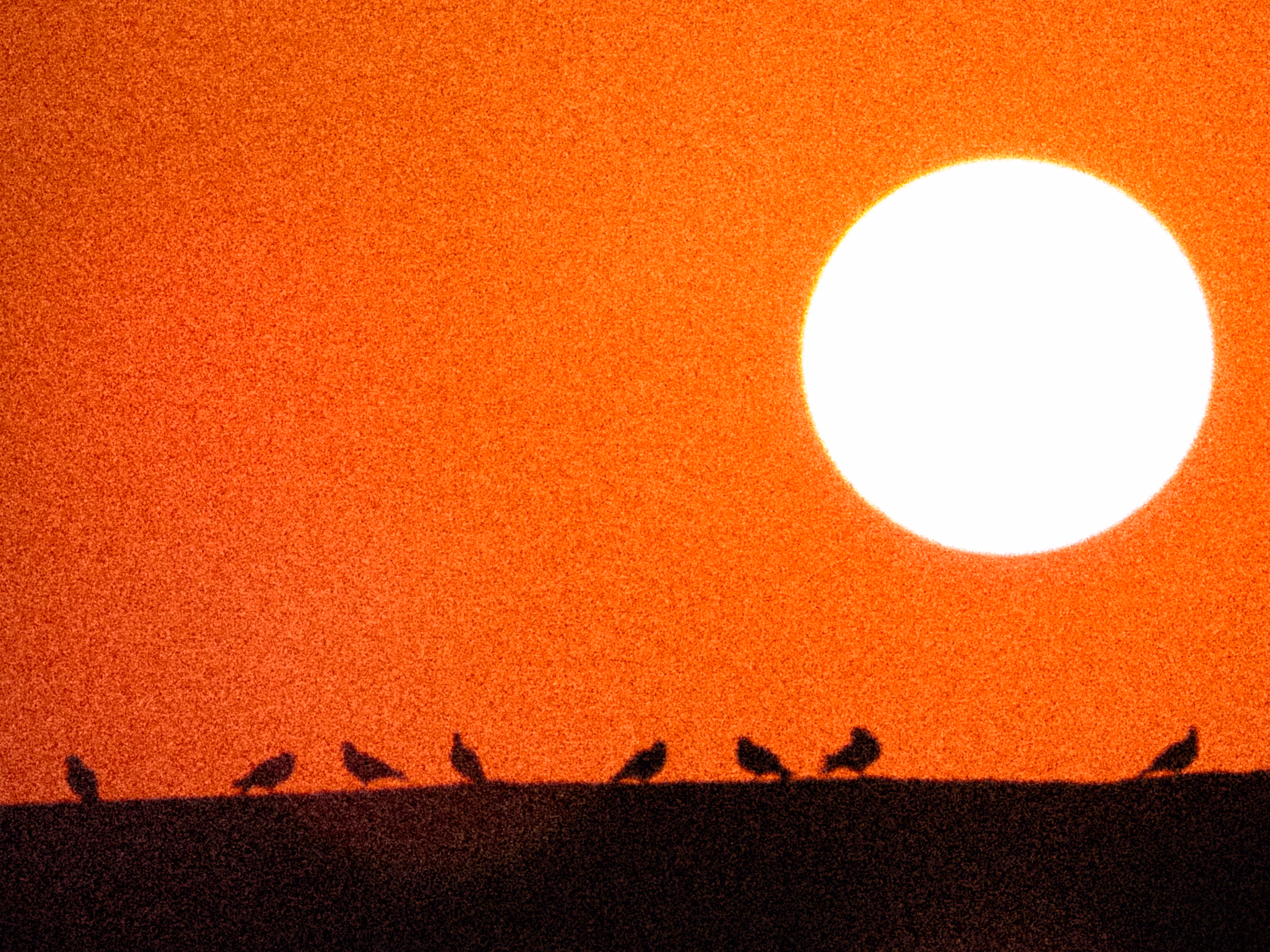 grainy Sunset
