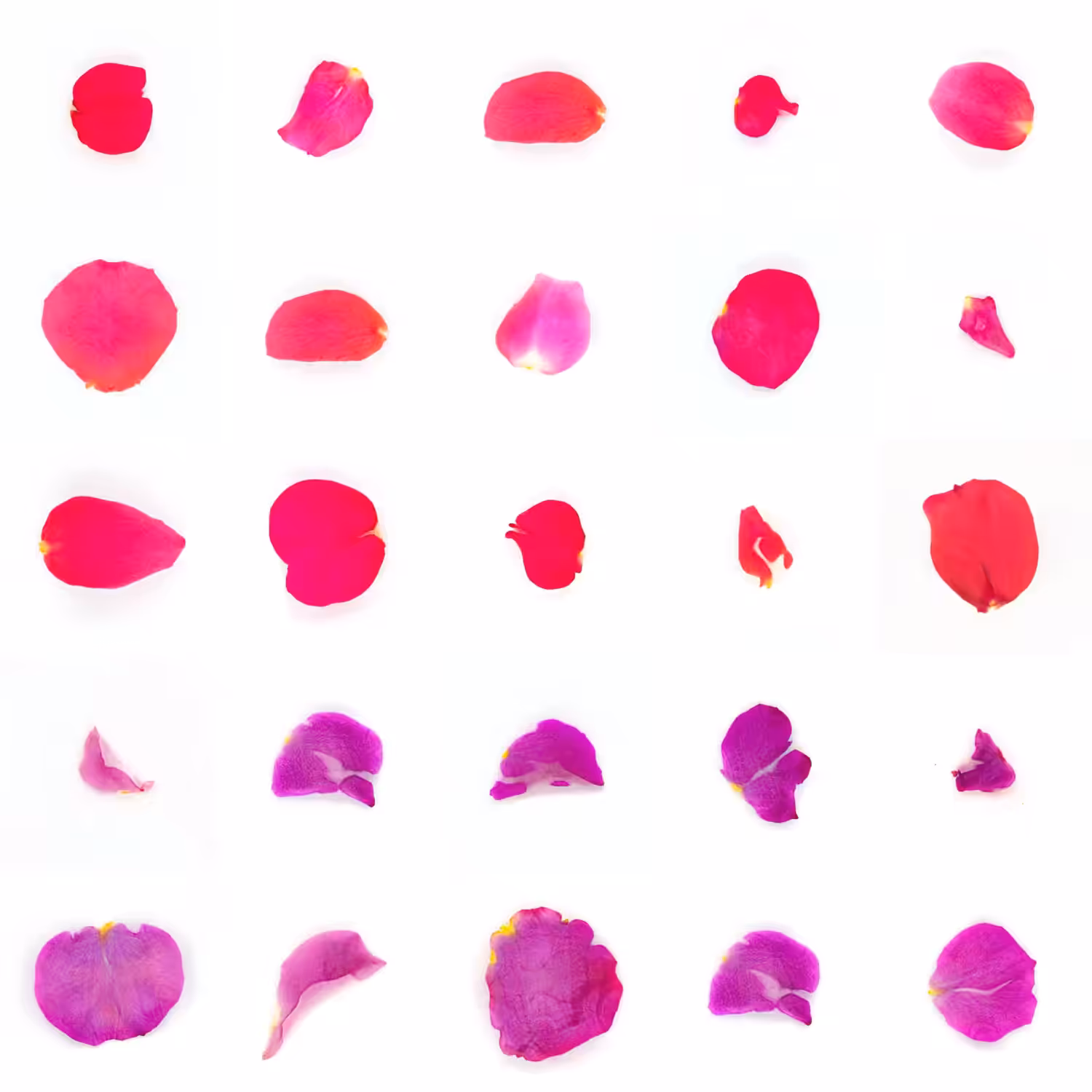 Infinite Petals 5x5#21869