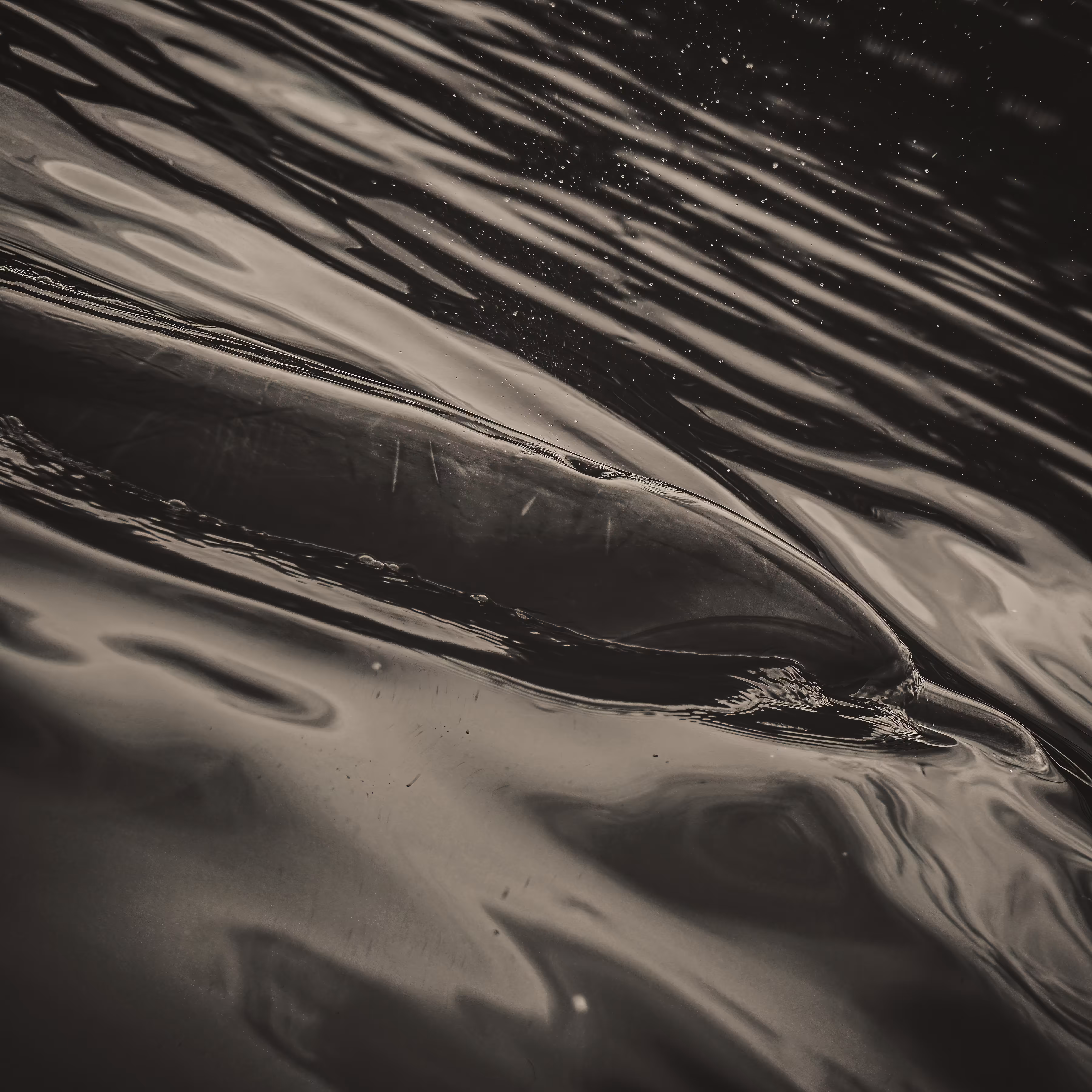 Longing for the Material World "Dolphin" #4 / 4