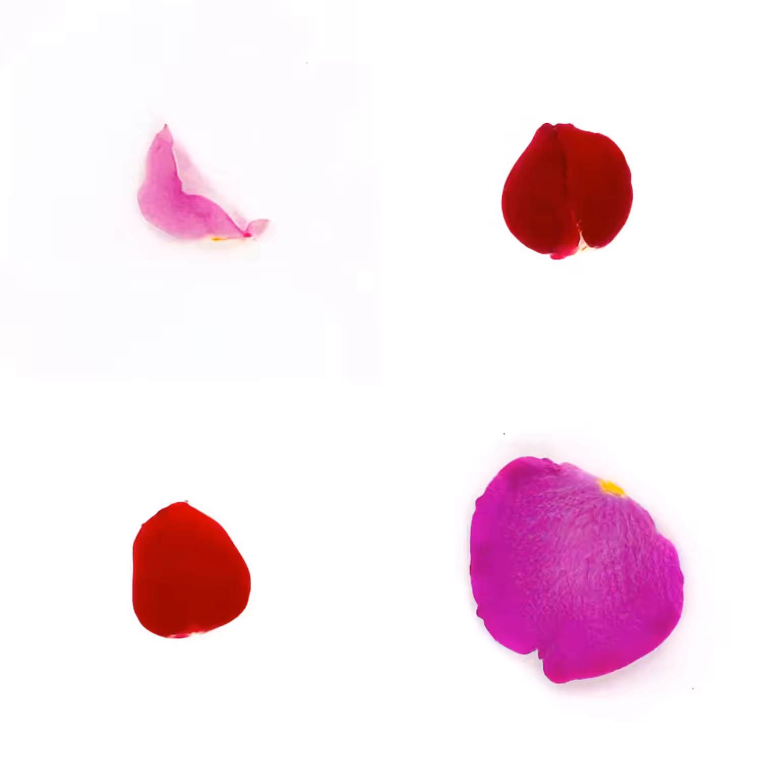 Infinite Petals 2x2#3537