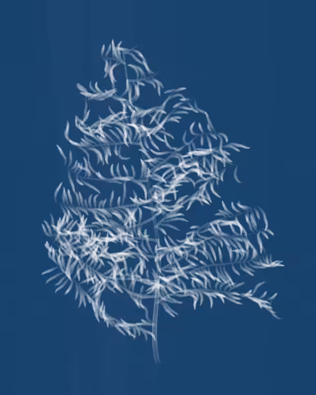 Cyanotypes #137