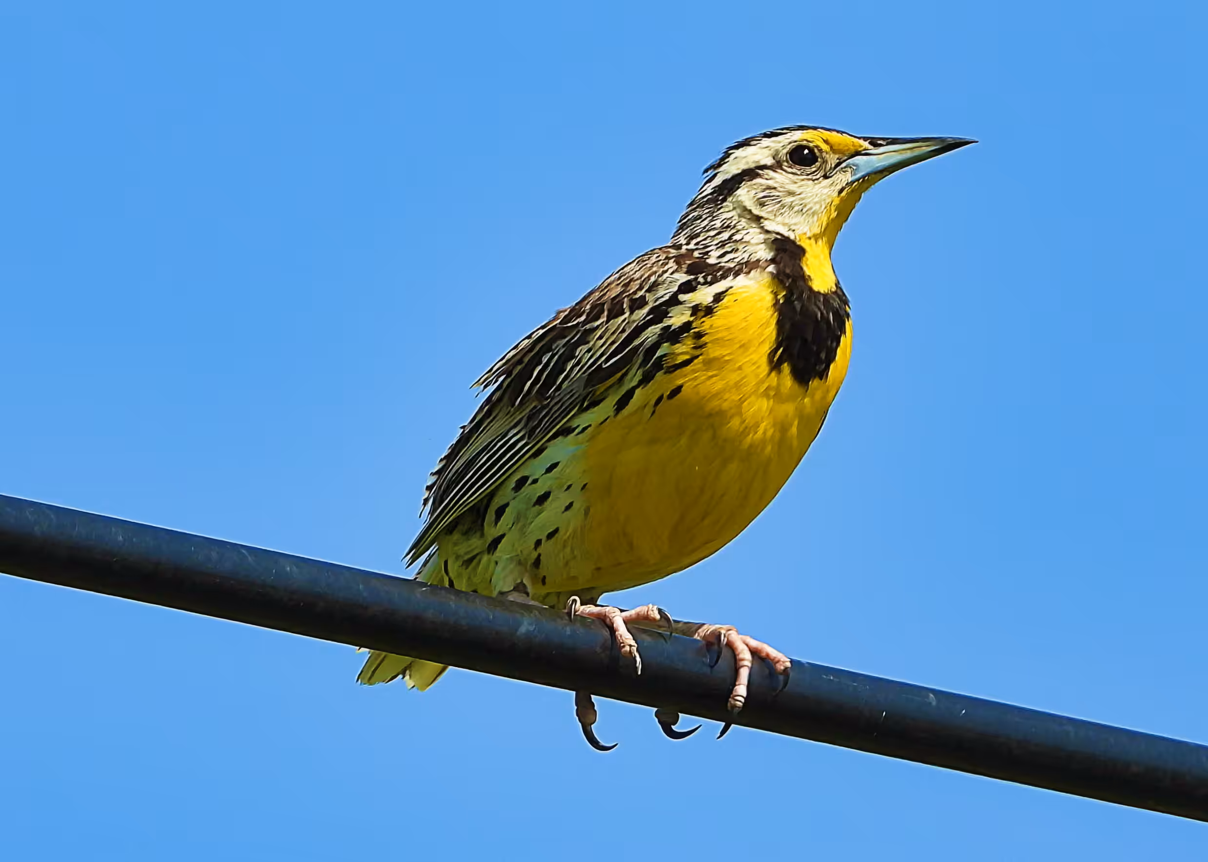 Flocksourced Faithful #03 - Eastern Meadowlark