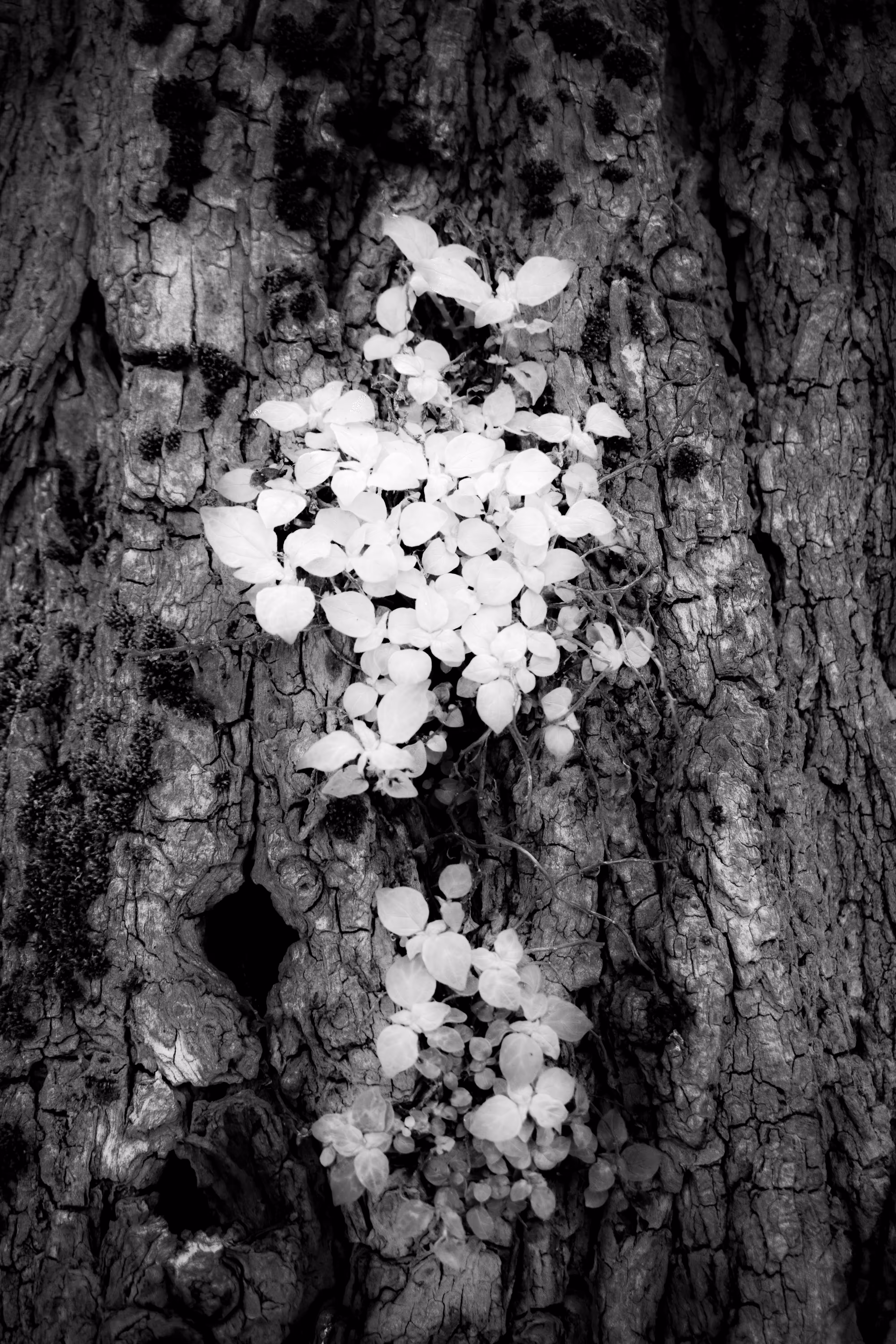 "The Private Lives of Trees" #04