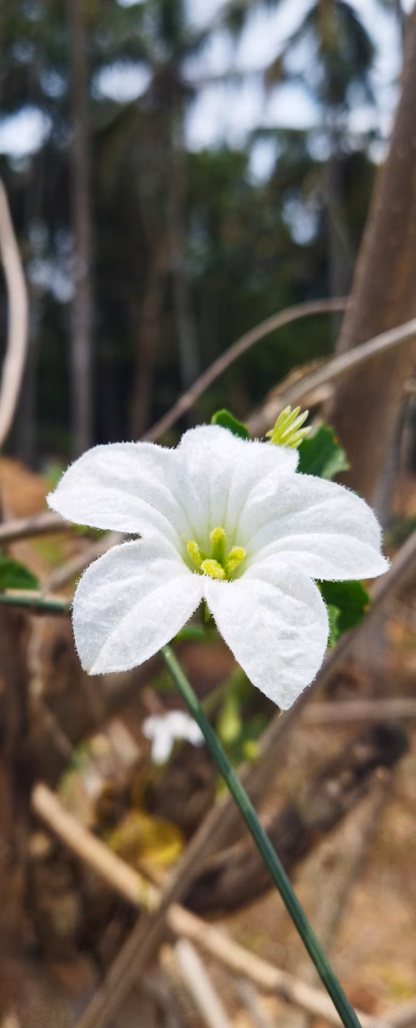 The Ivy Gourd Flower