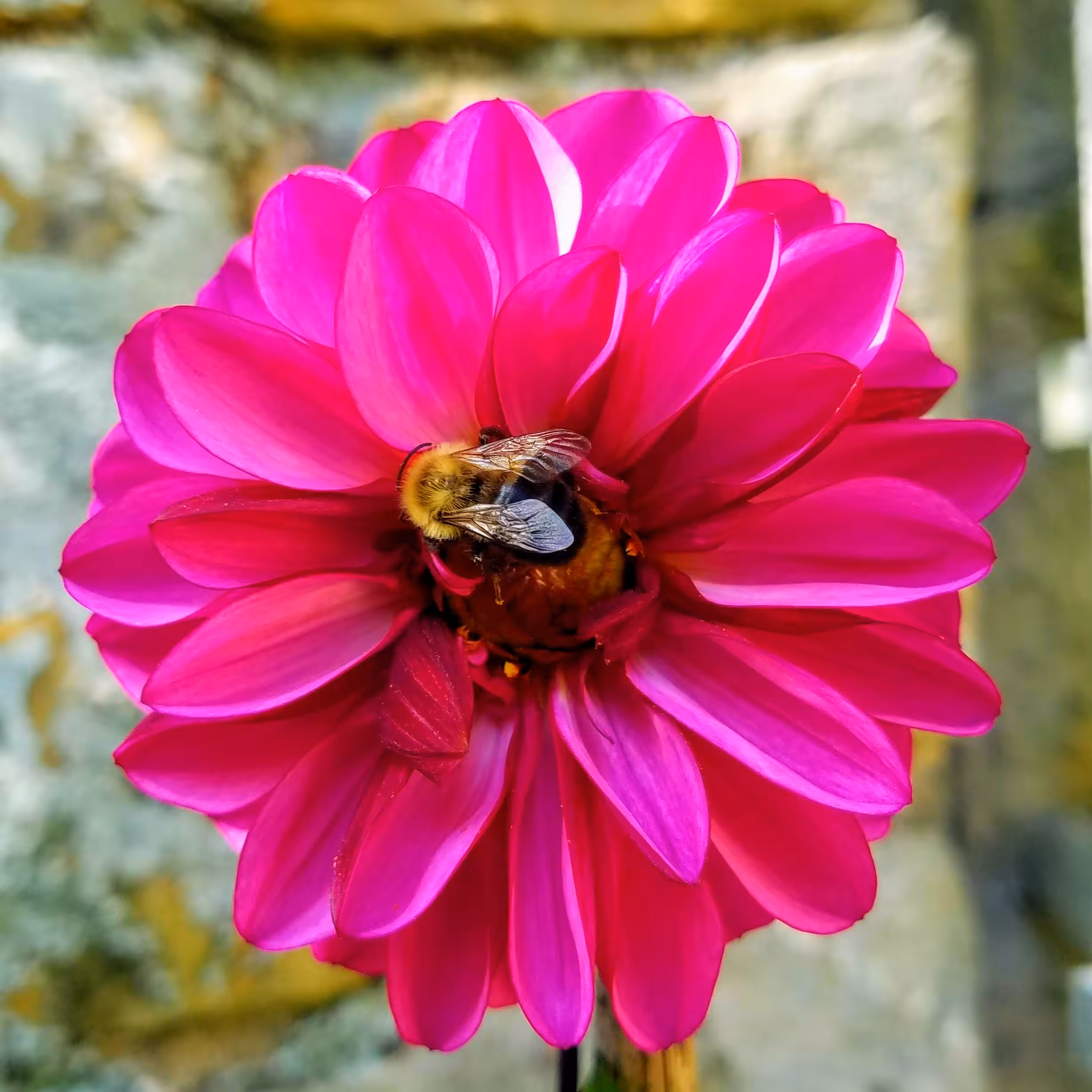 Bee I
