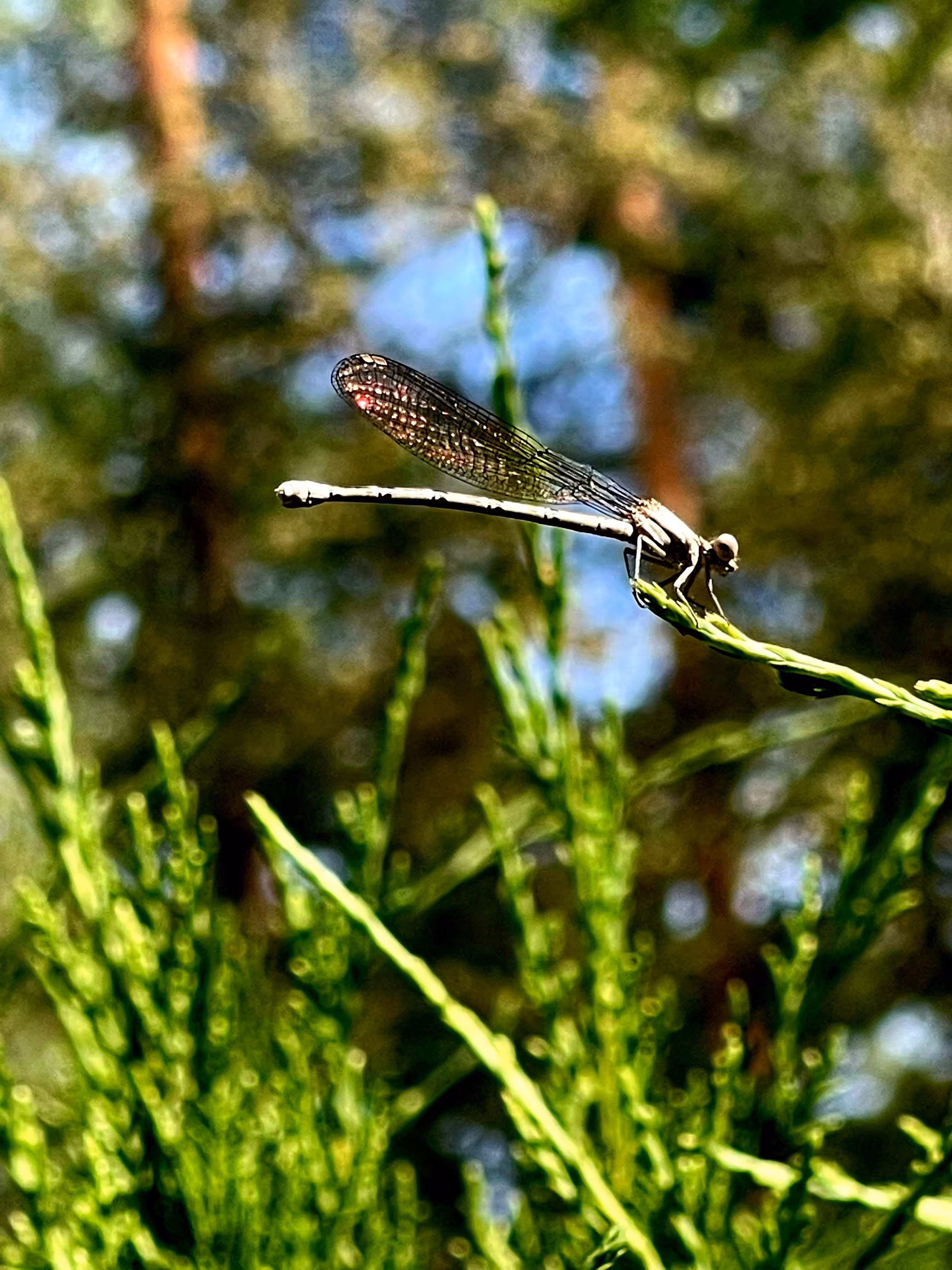 Lensmagic: Whispers of the Divine