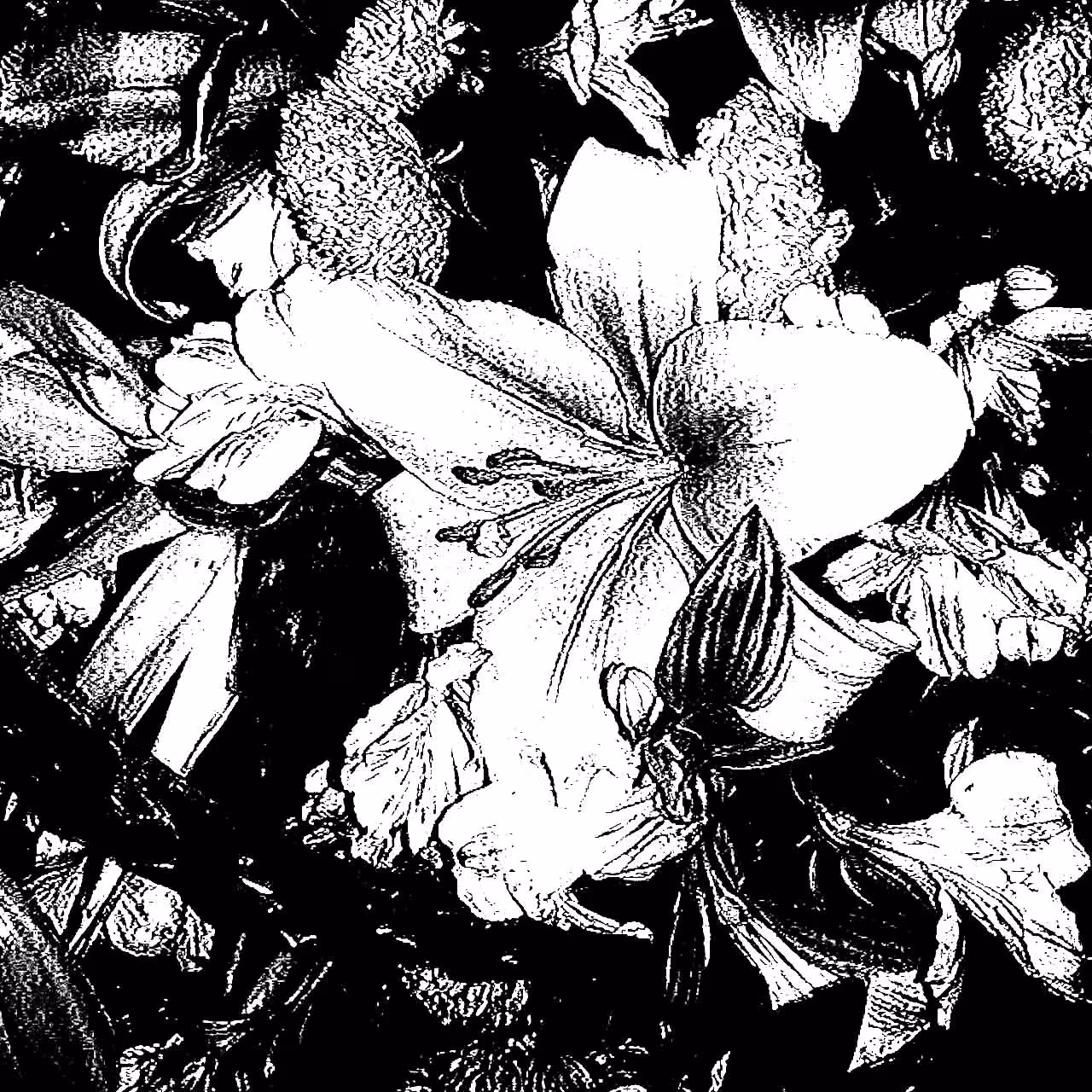 Orchid #2
