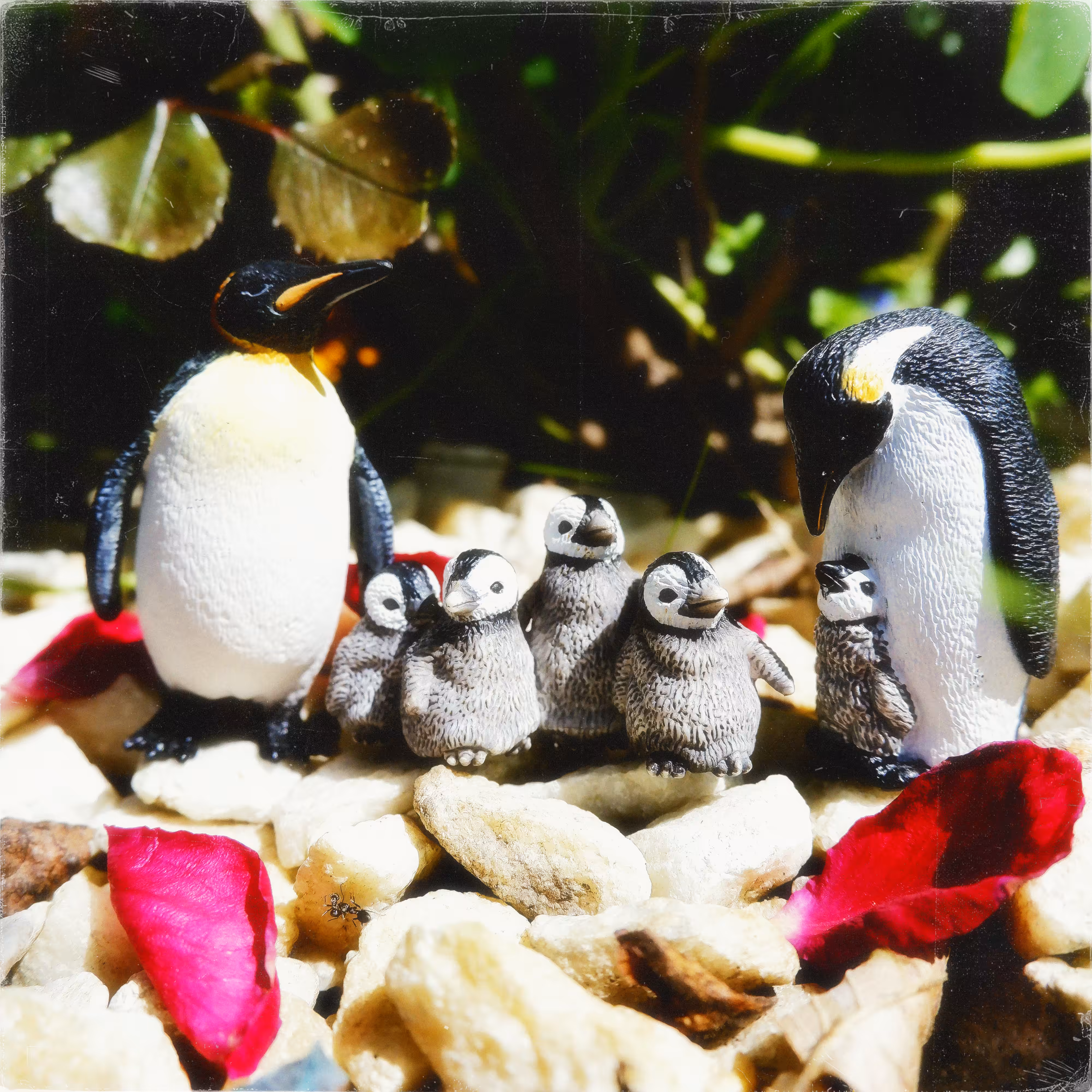 penguin family
