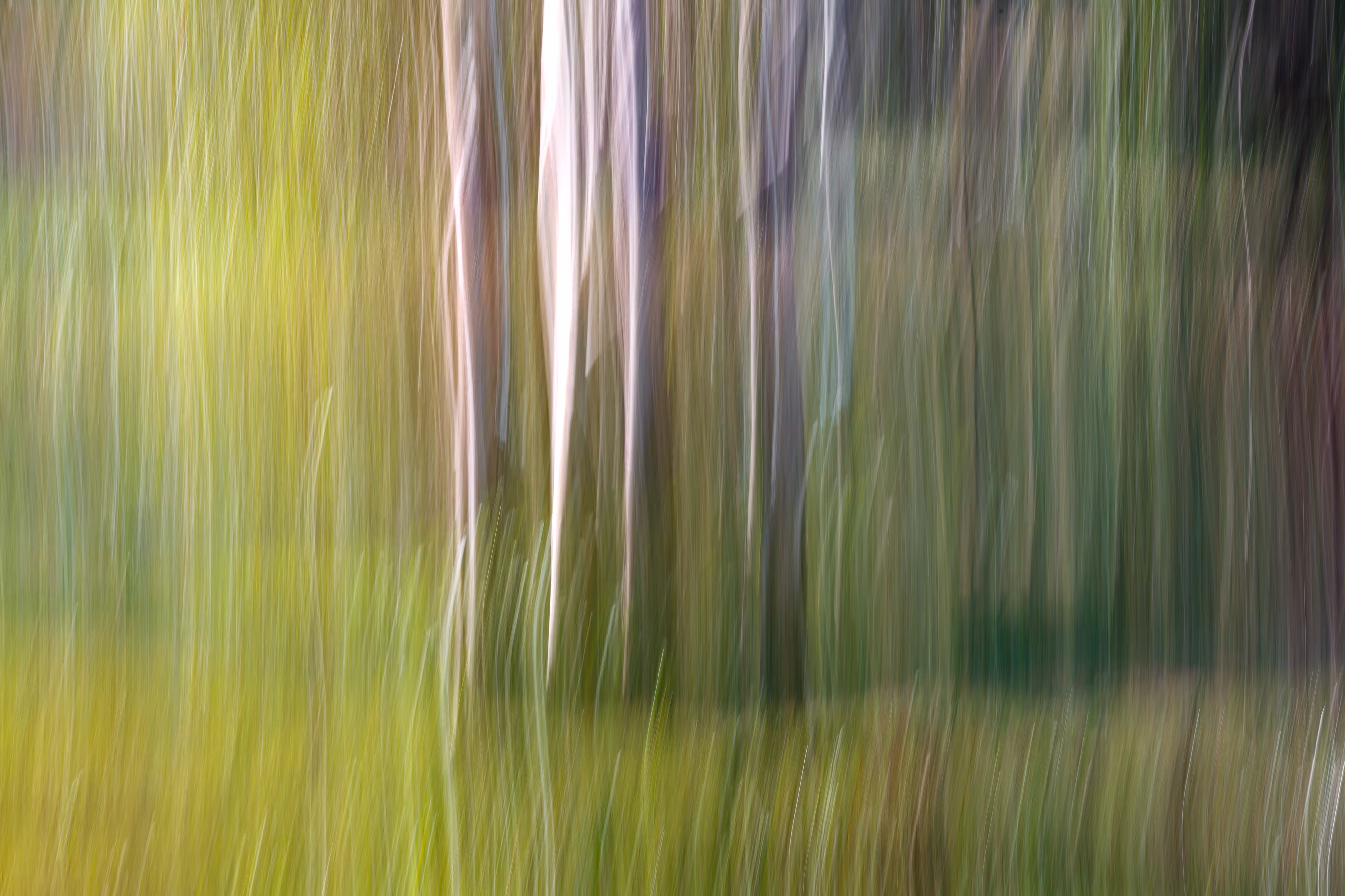 Morning Light