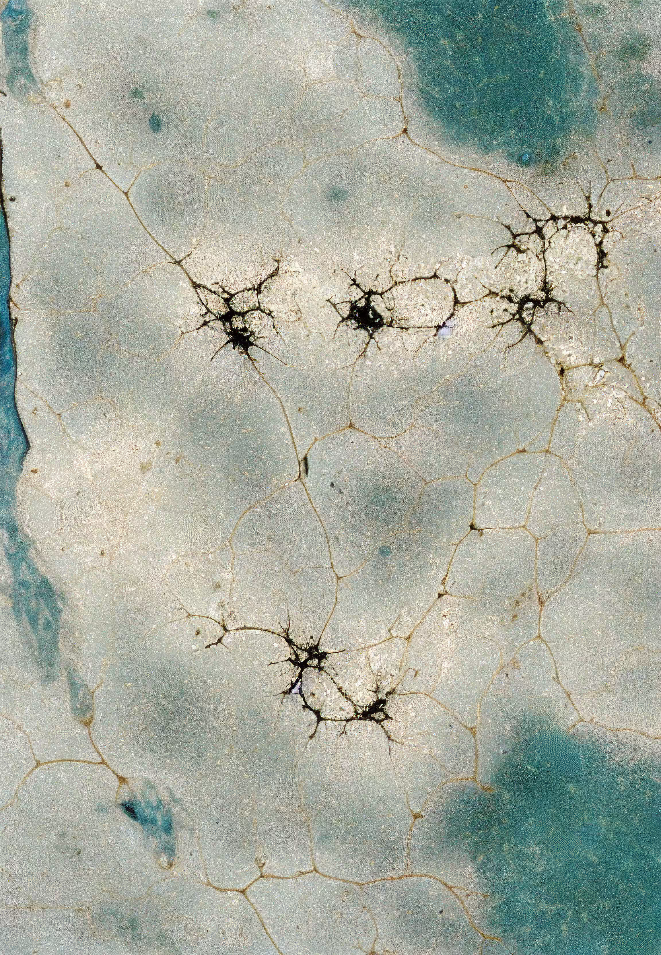 Histologia In Silico #222