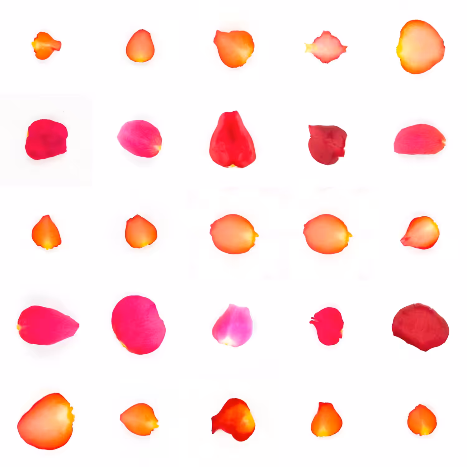 Infinite Petals 5x5#20149