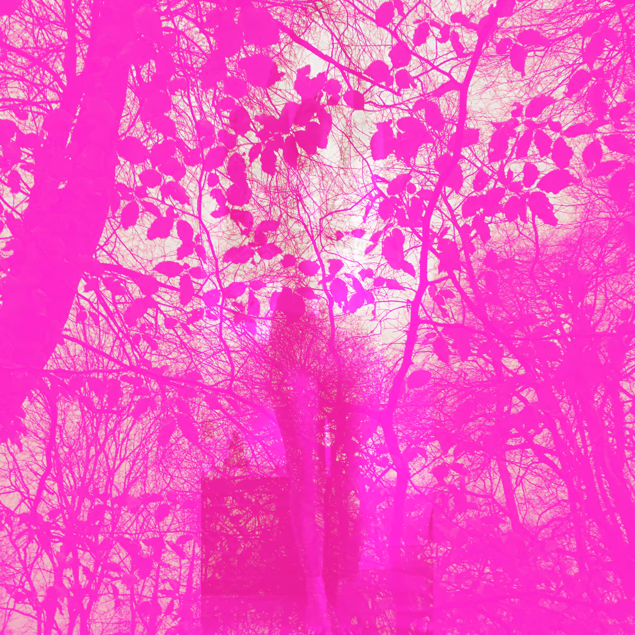 Dark Forest #11