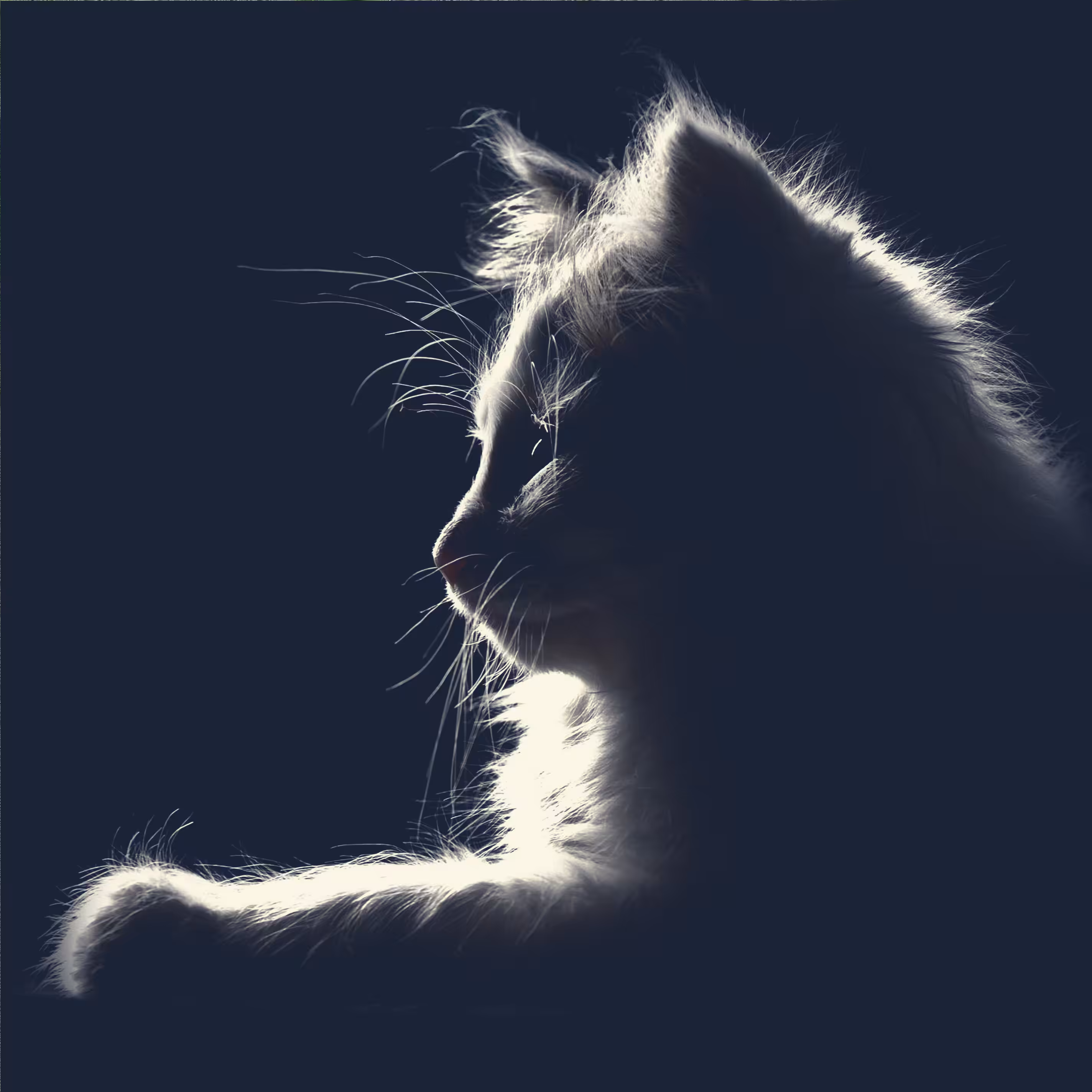 SHADOW