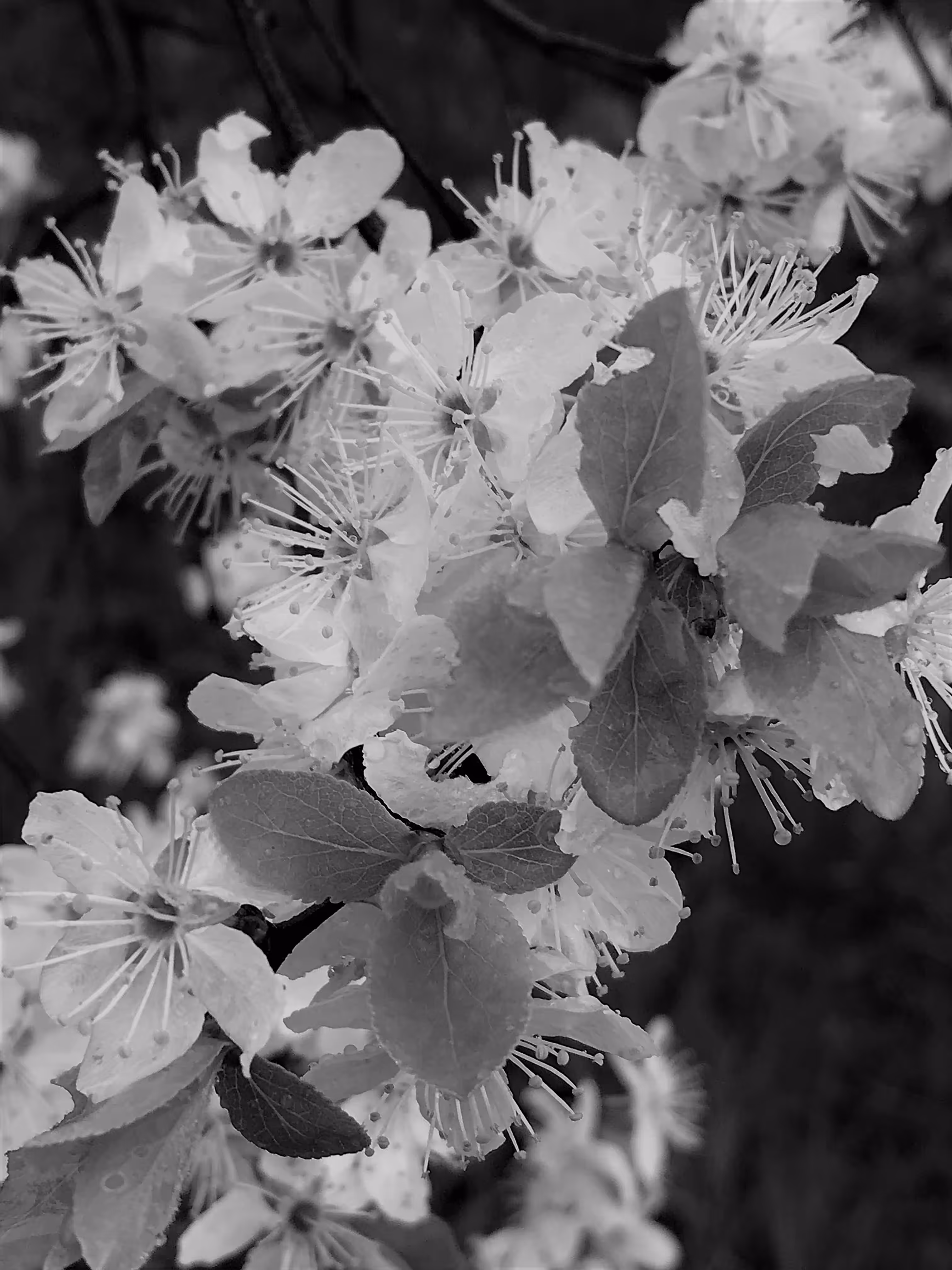 Blackthorn flowers