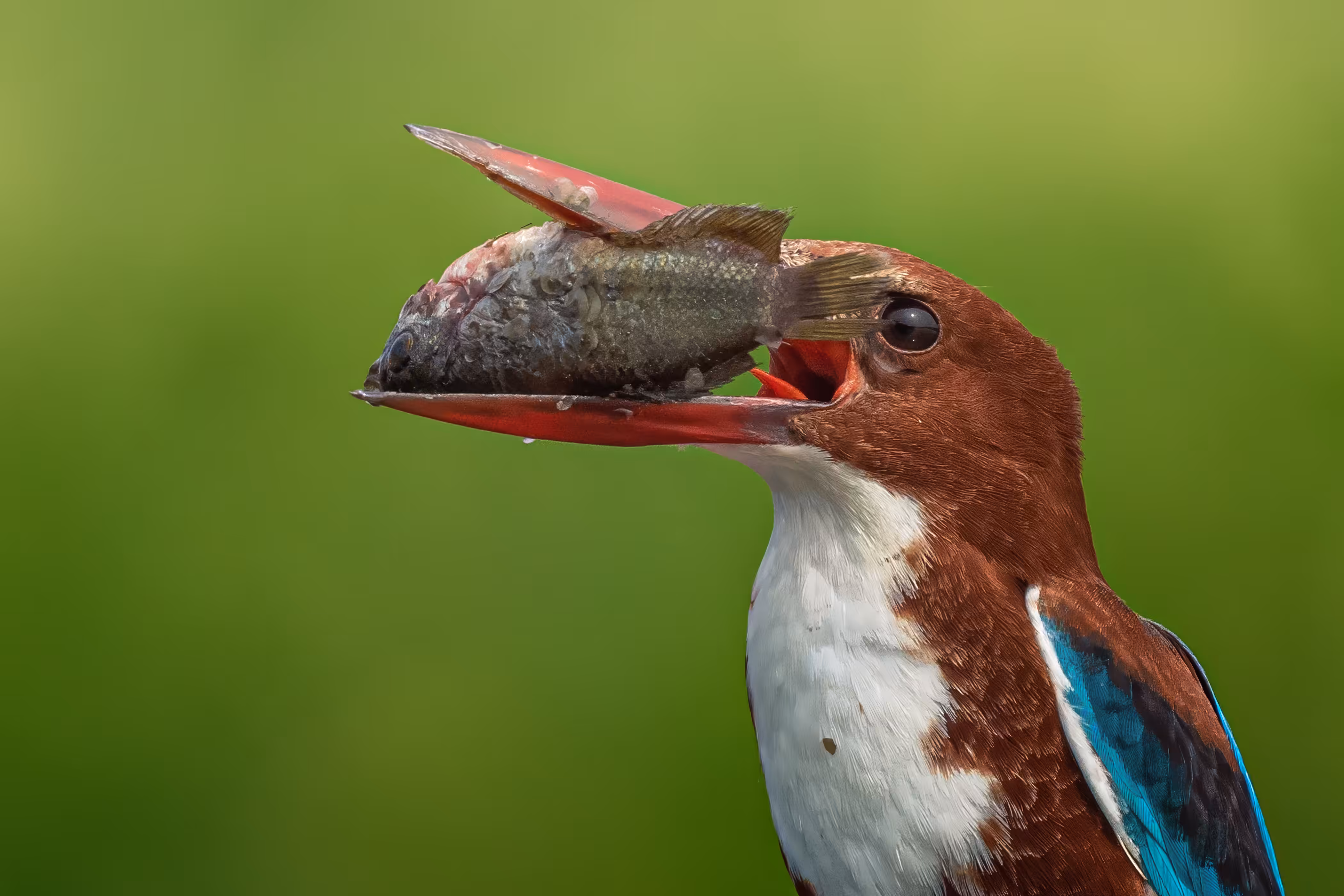 White Throated Kingfisher