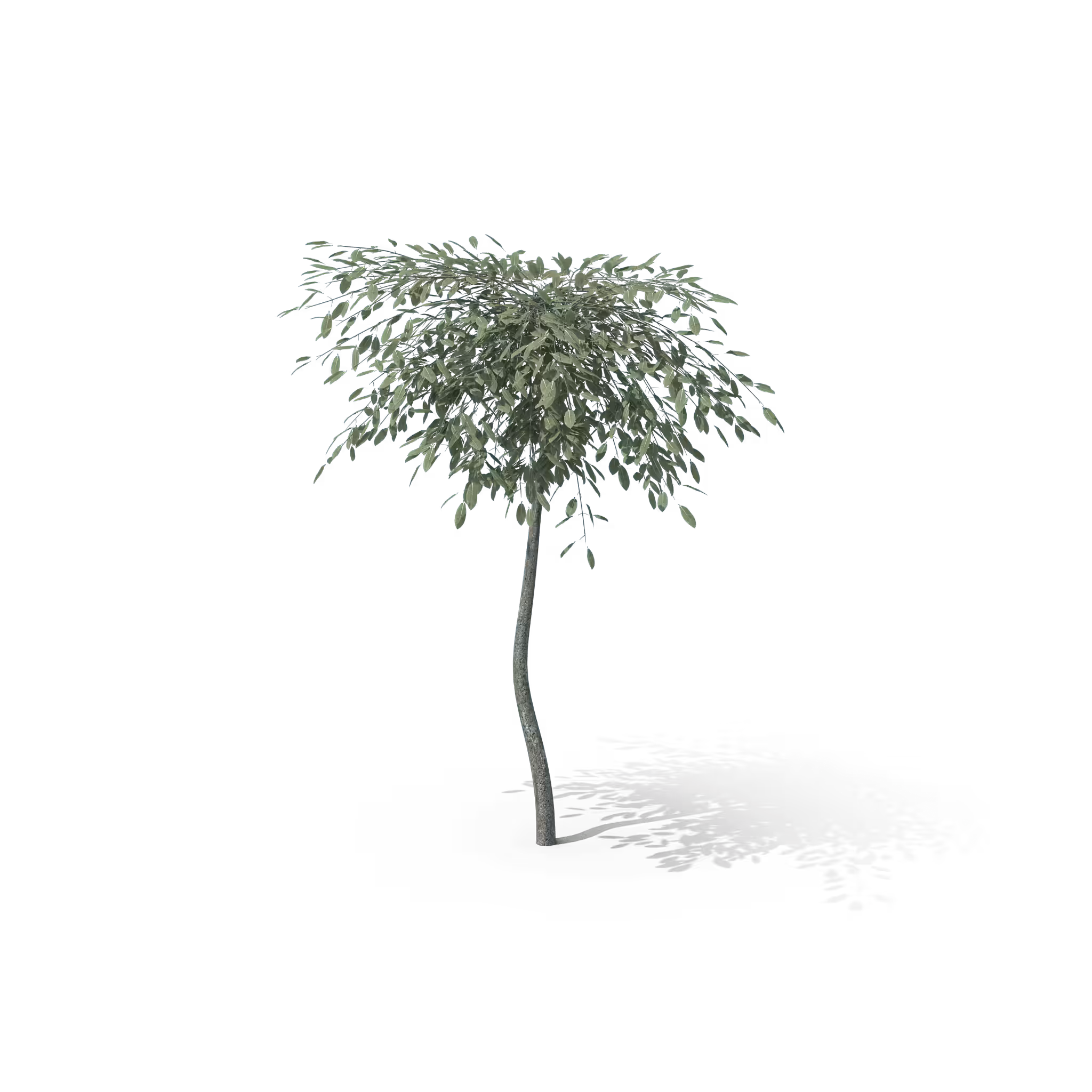 Your Tree I Argentea 