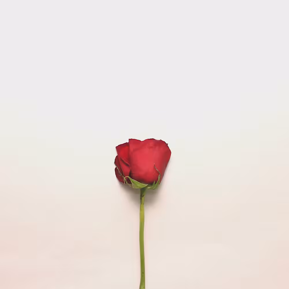 Heart of roses