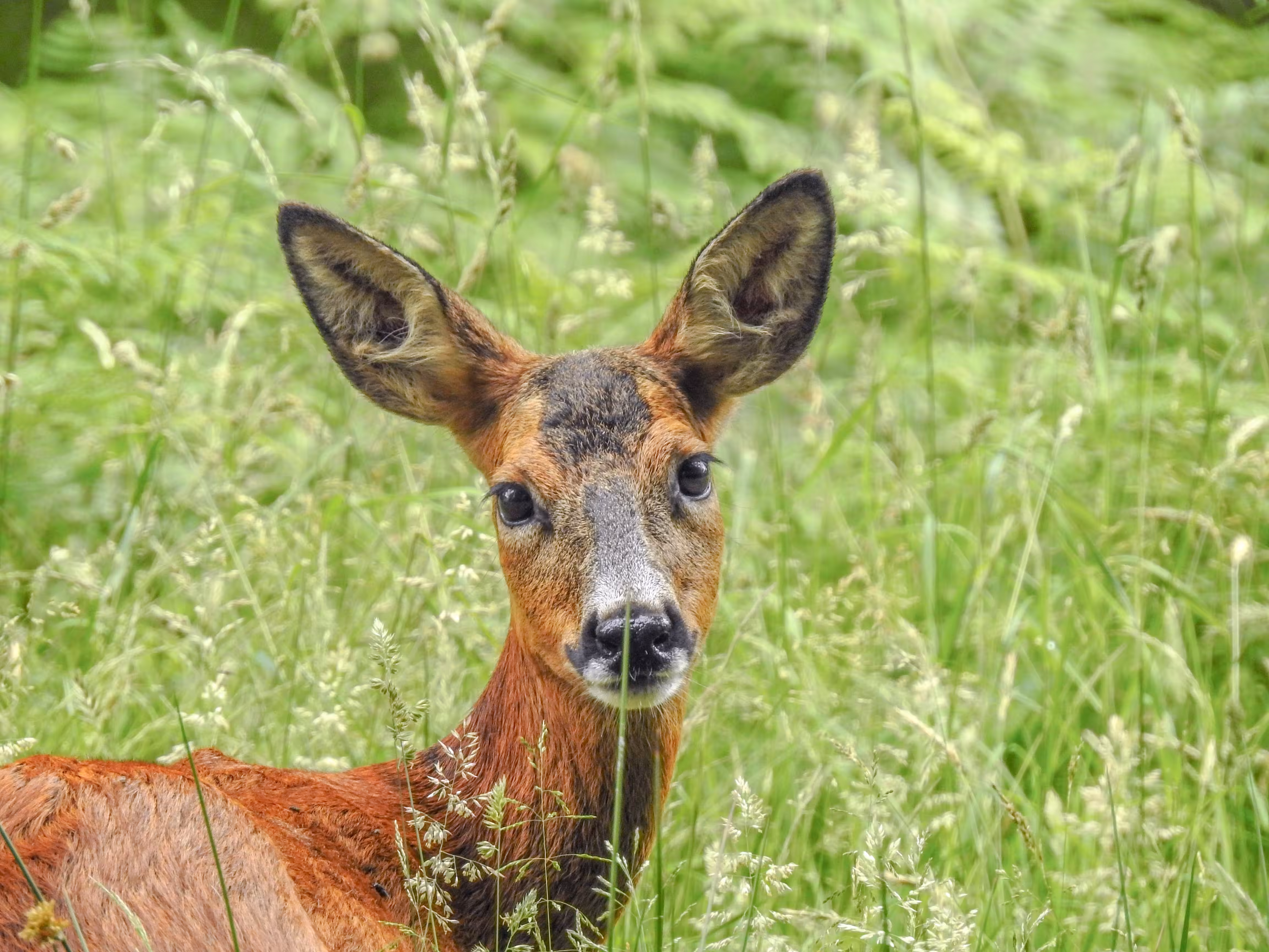 Poker Deer 