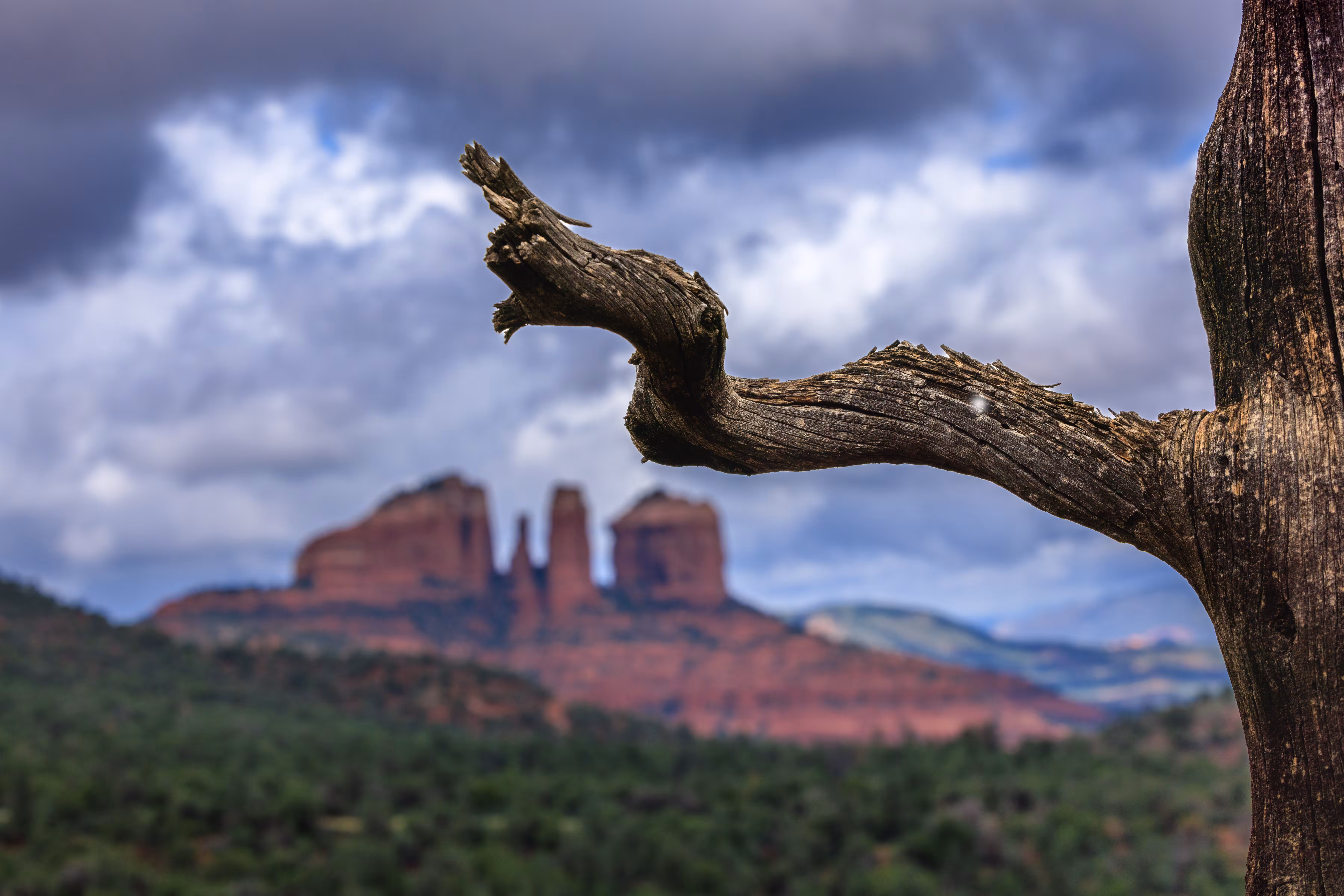 Out on a Limb