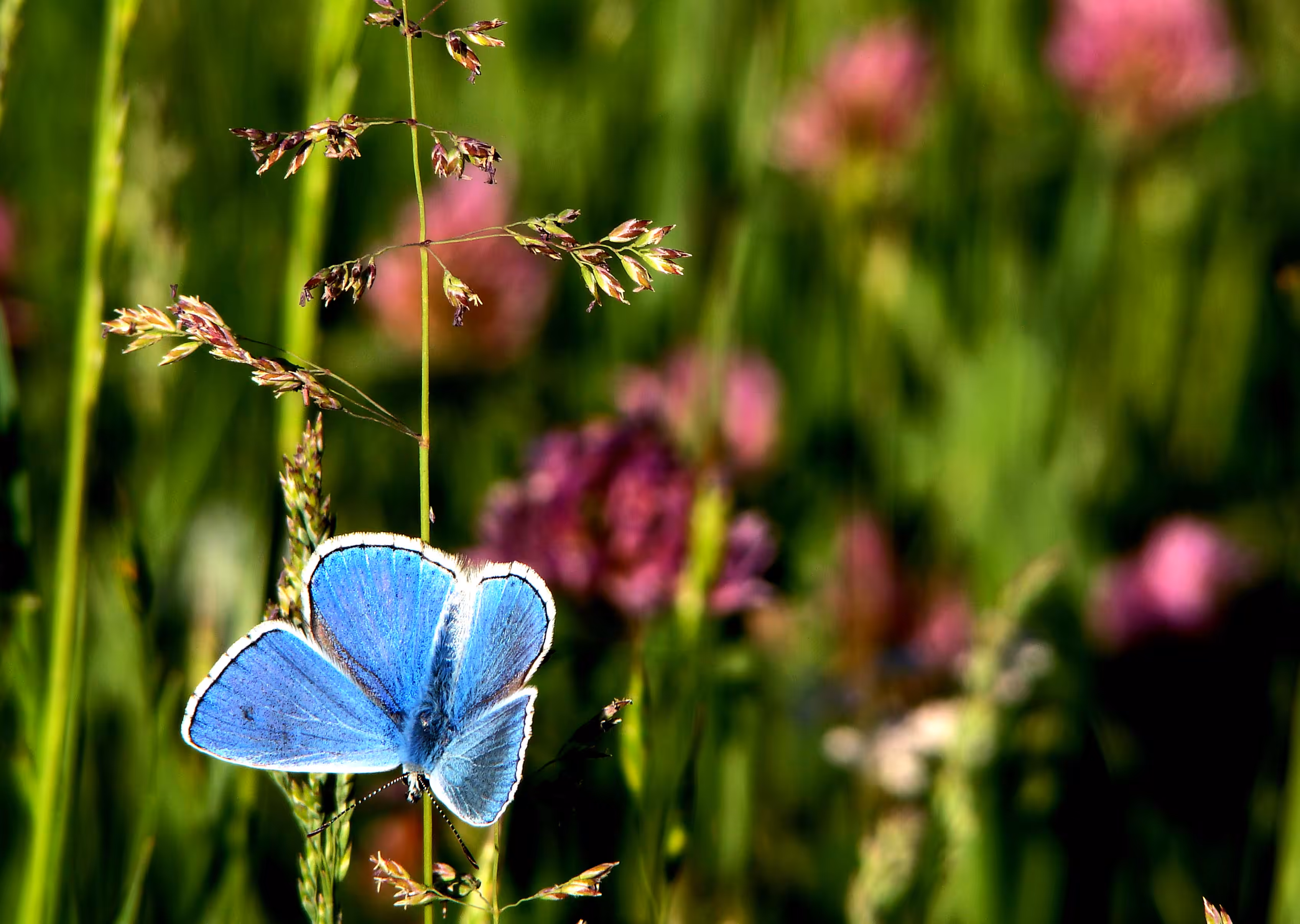 blue butterfly 