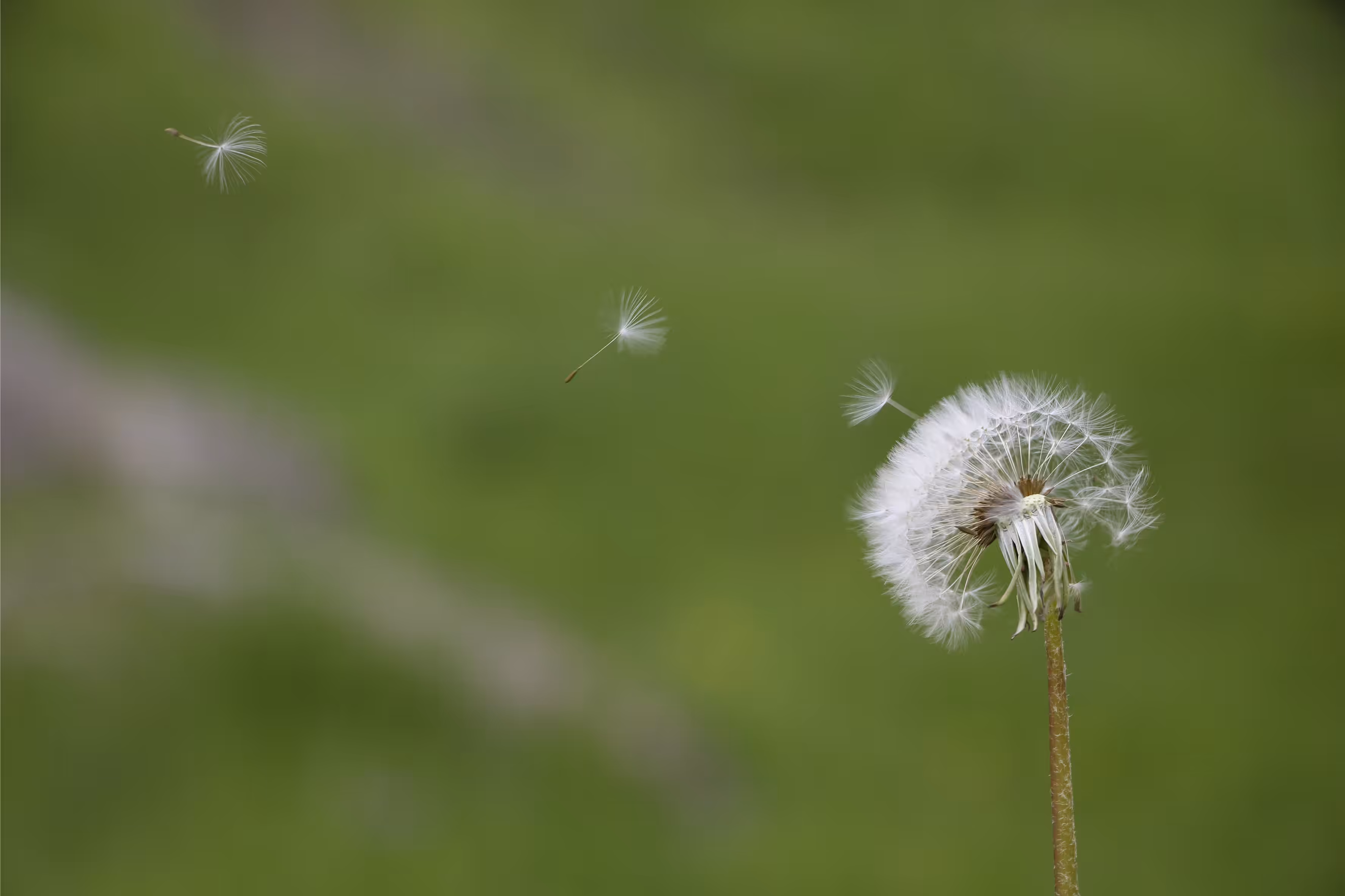 Dandelion