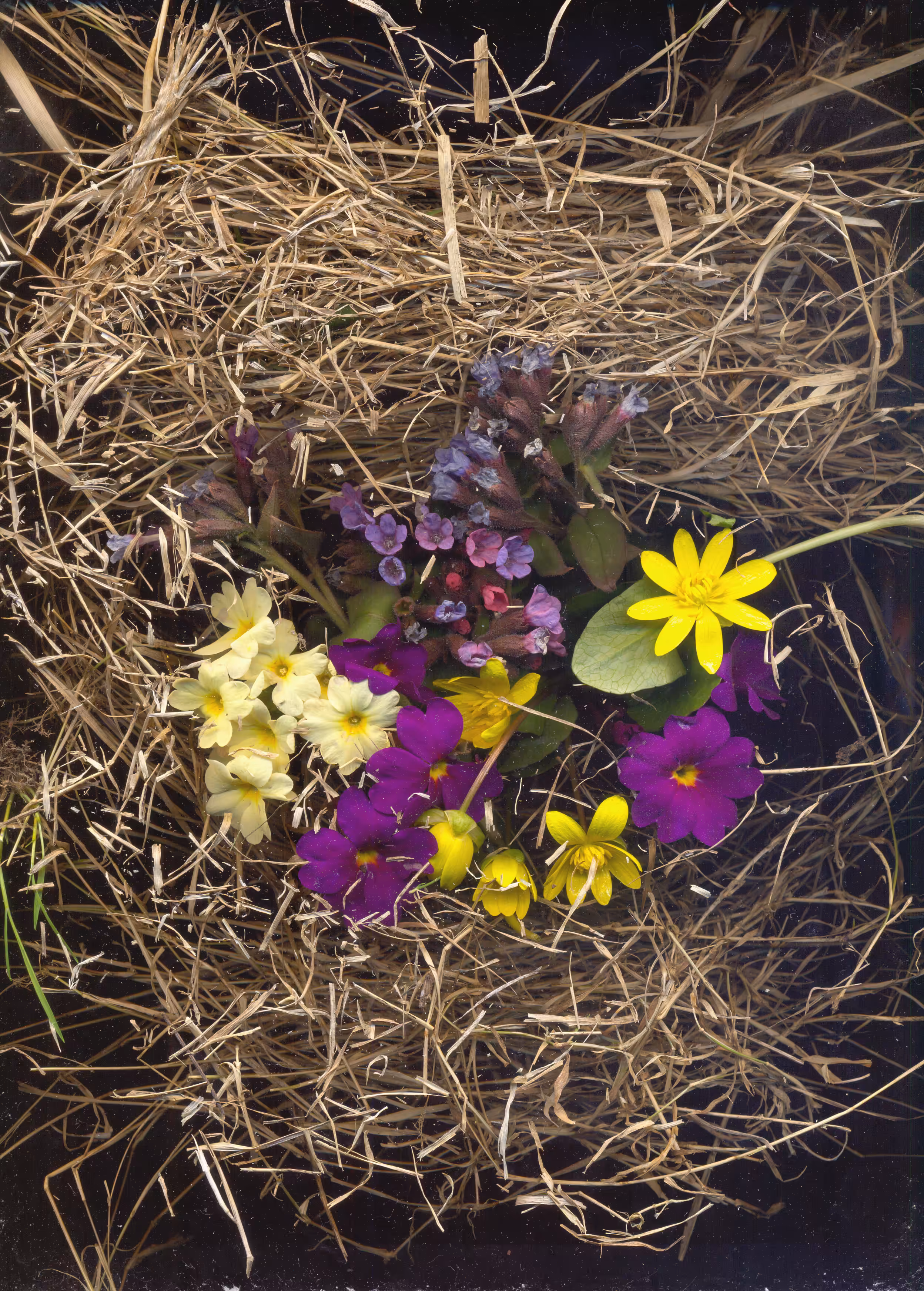 Scanography poster: Spring