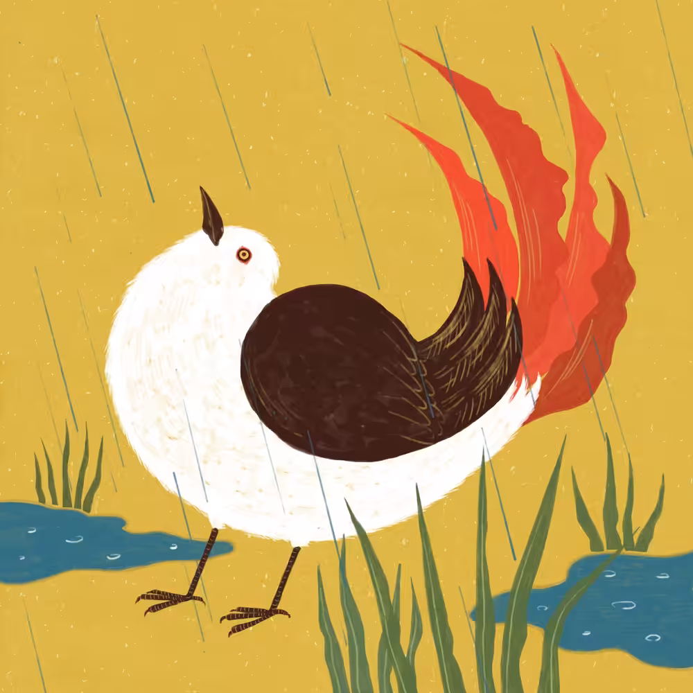 Red tail bird