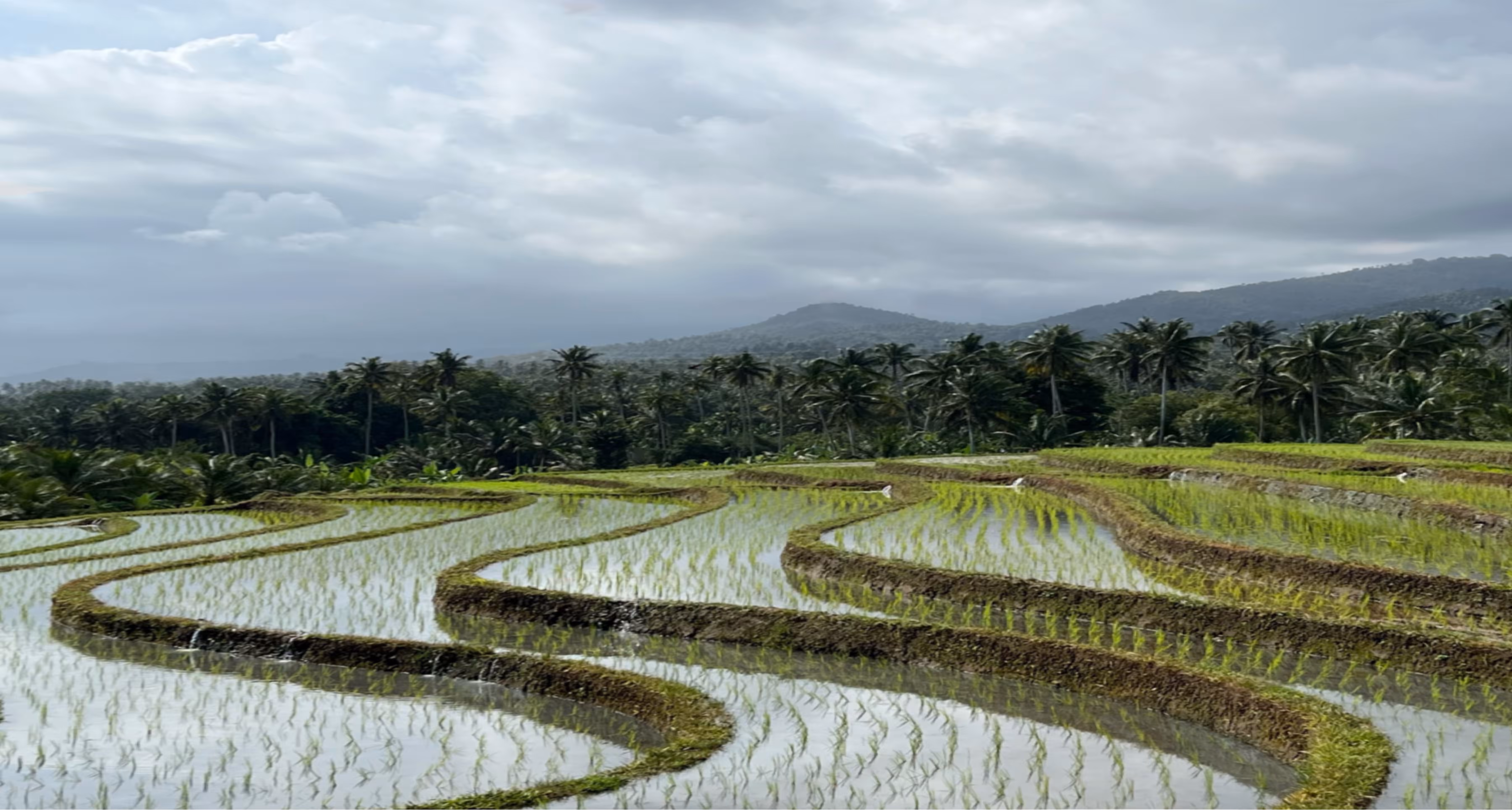 Rice Field