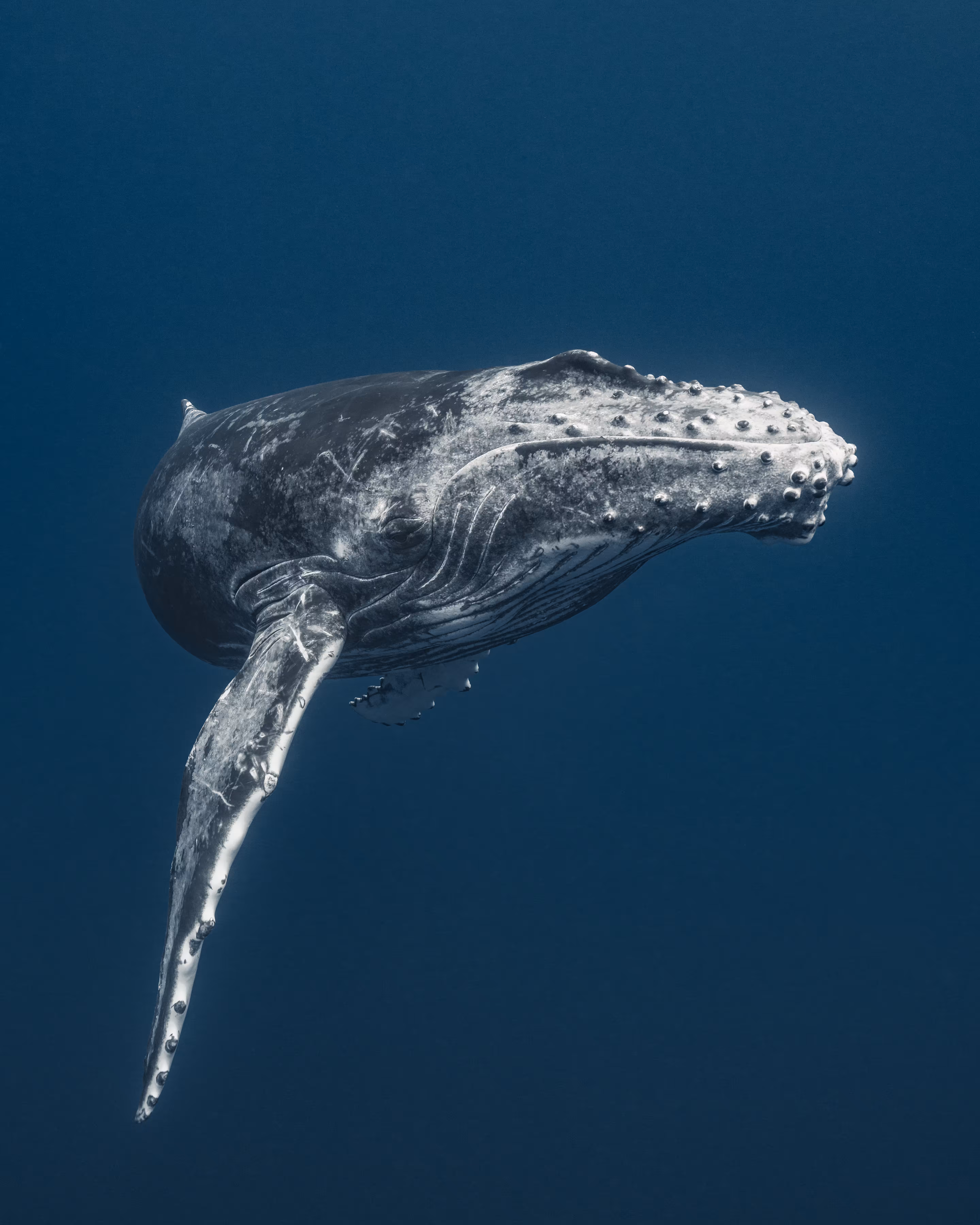 Leviathan