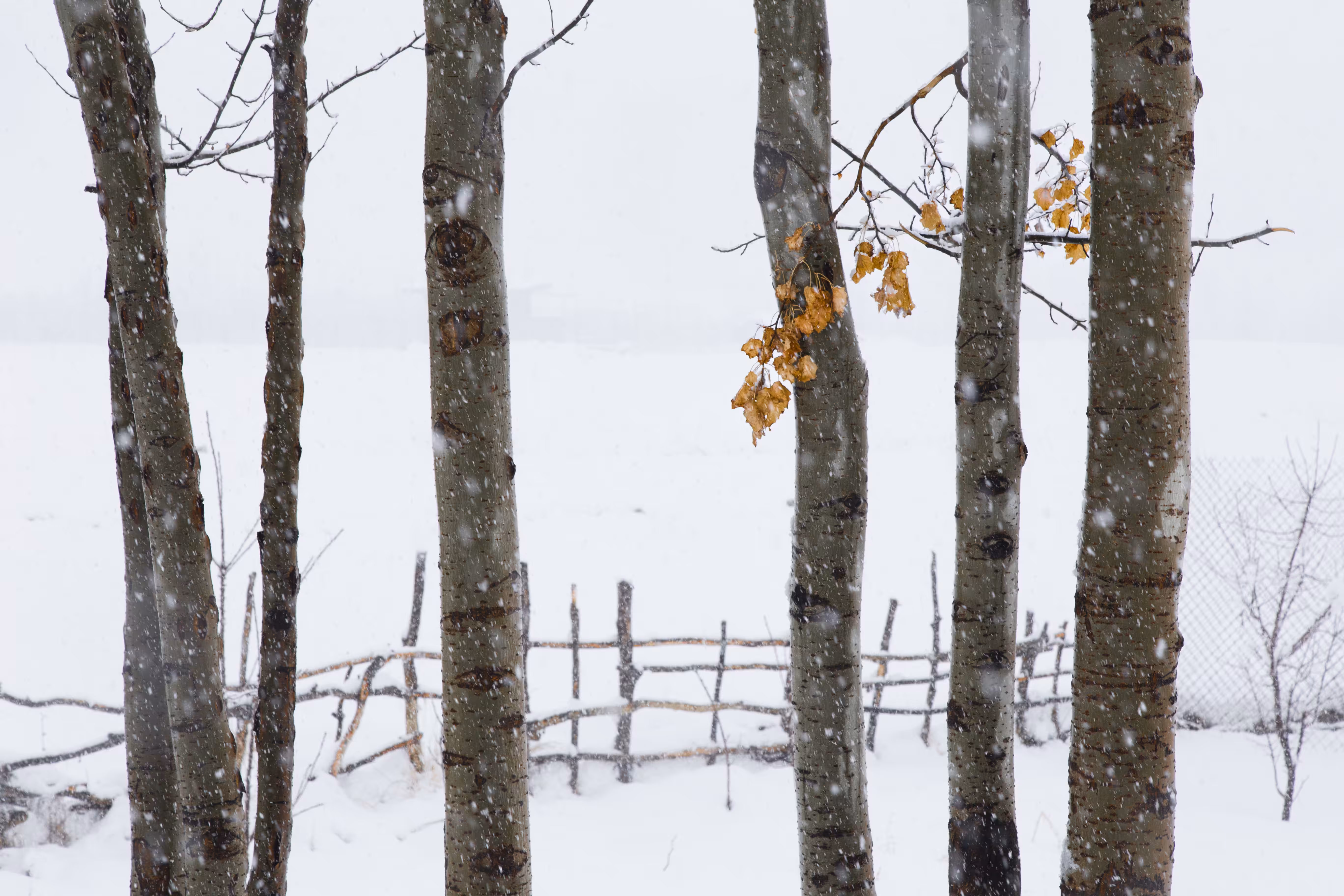 Autumn in the snow