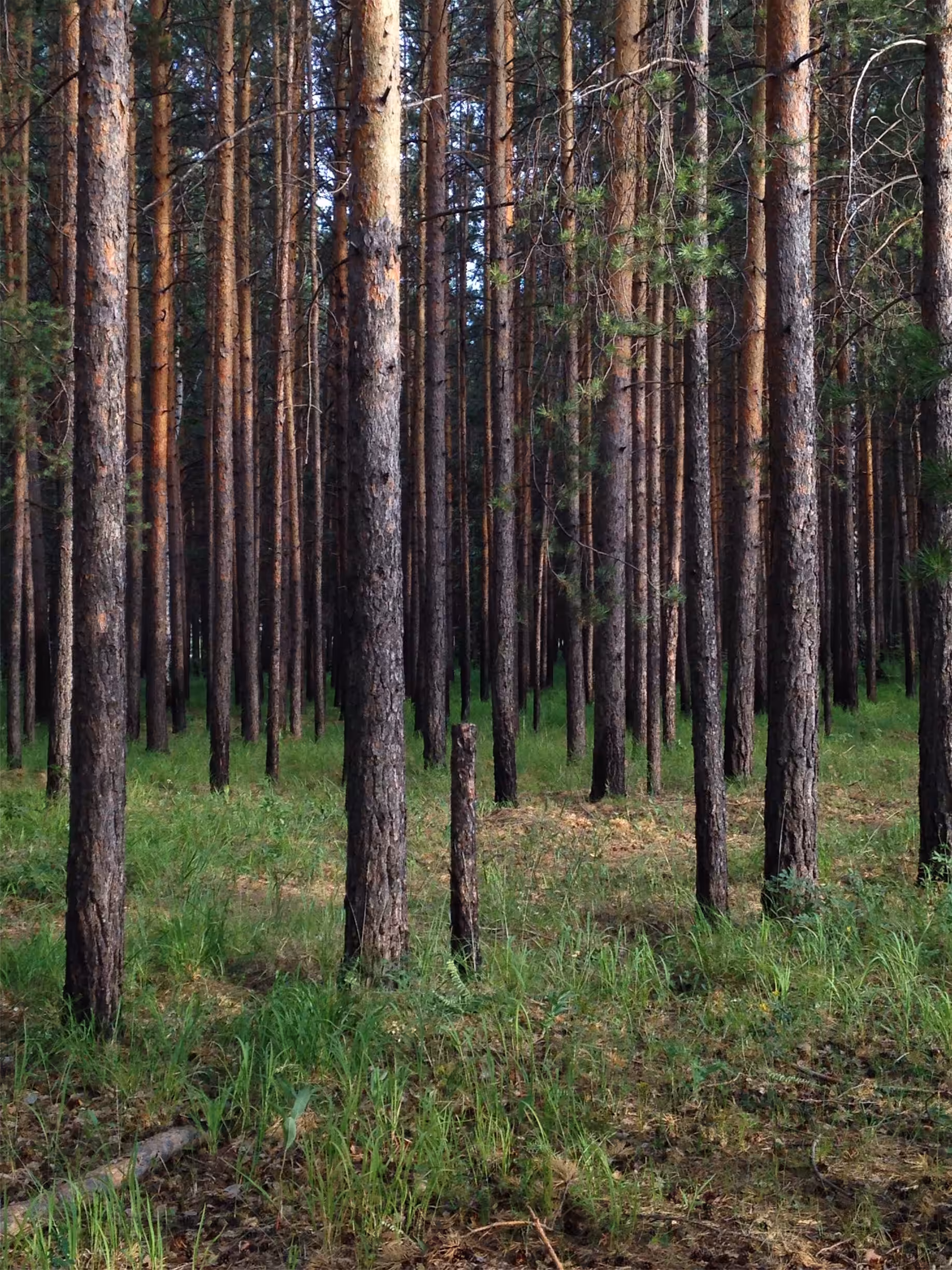 forest vision 05