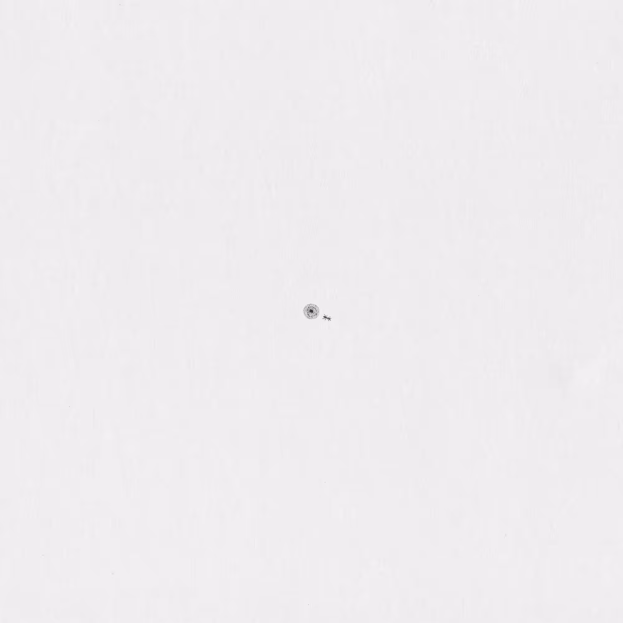 Ant 