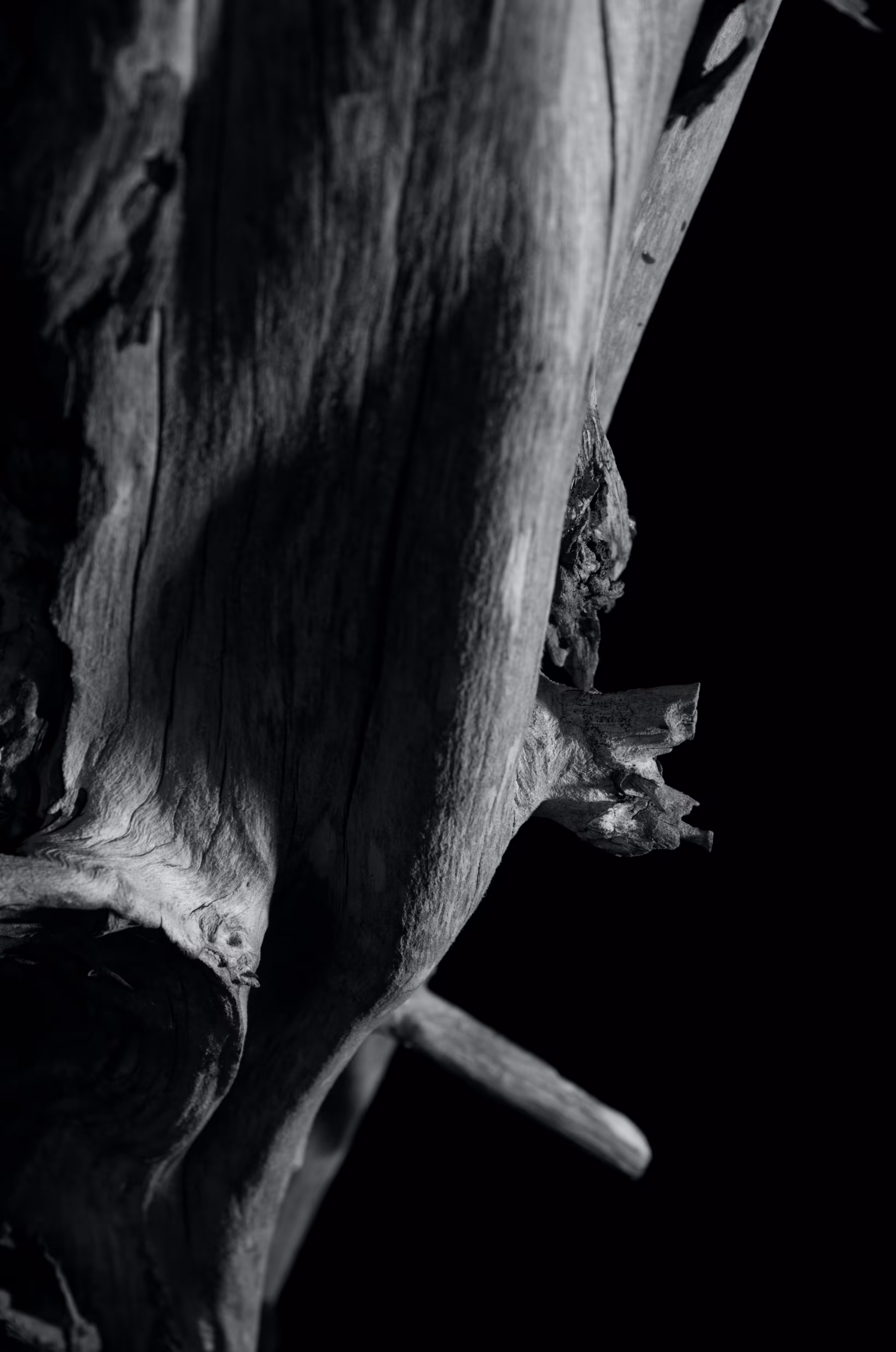 Heaven Series: Mark of Darkness — Tree
