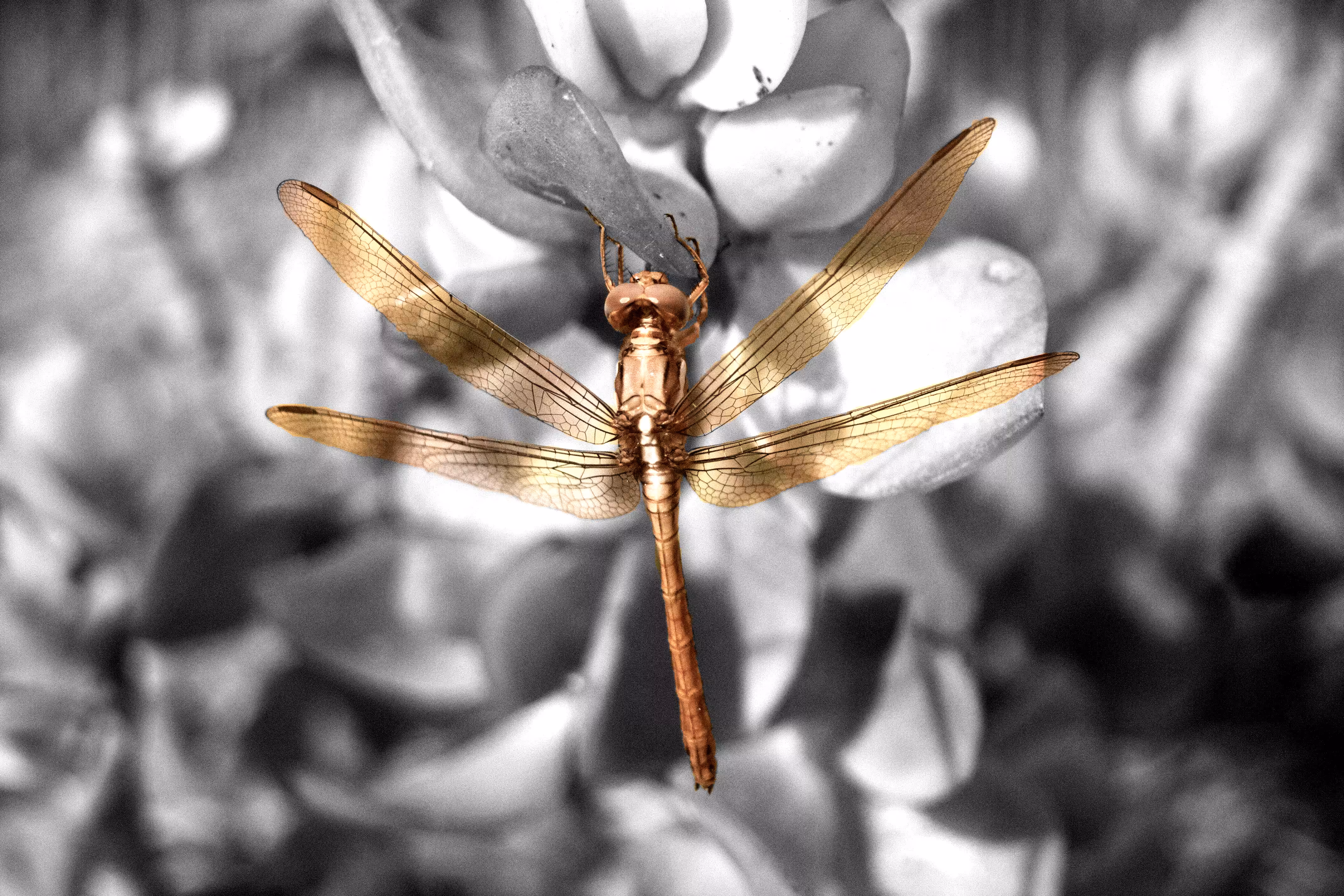 Golden-fly