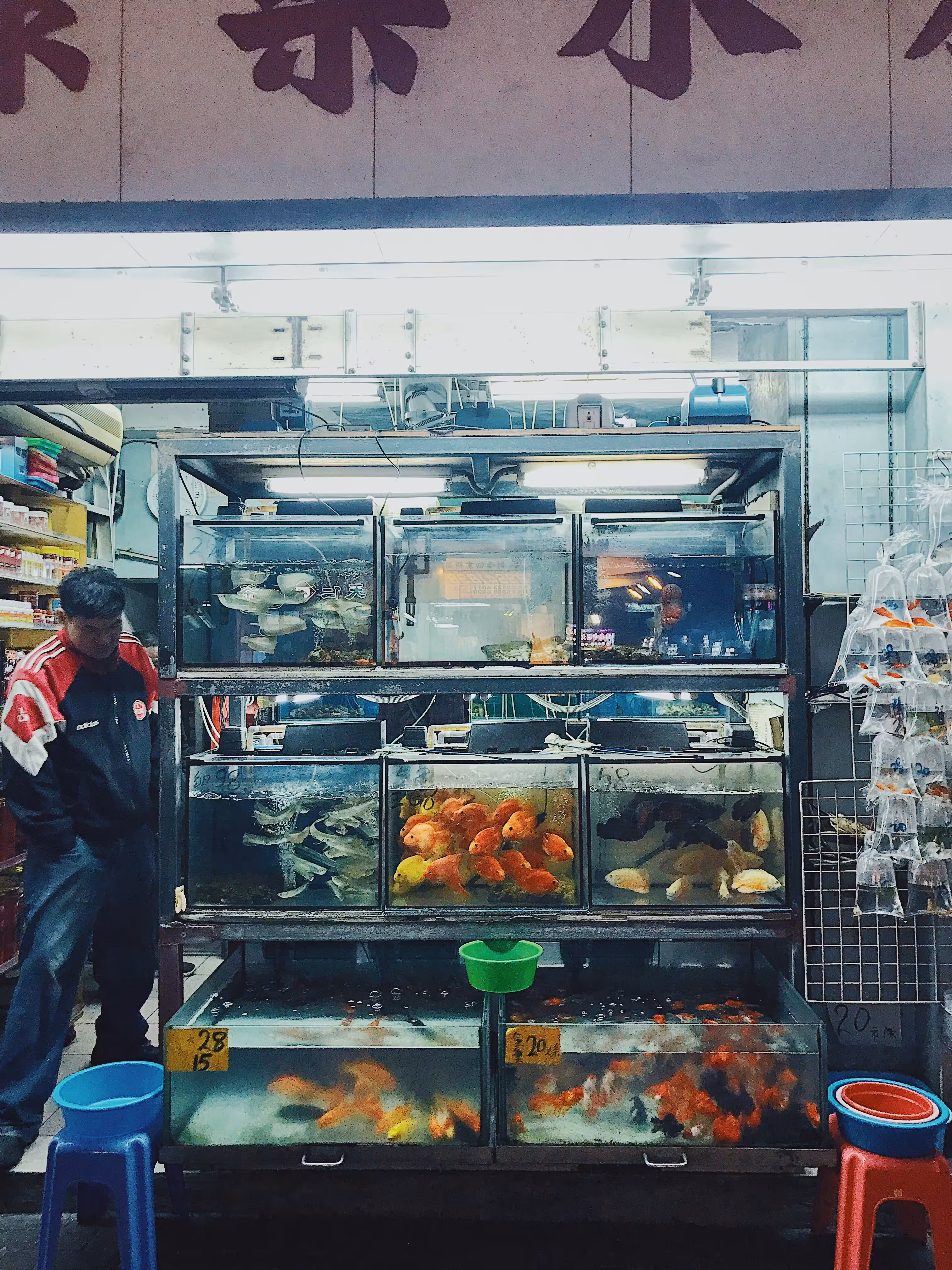 Hong Kong – Goldfish Market II